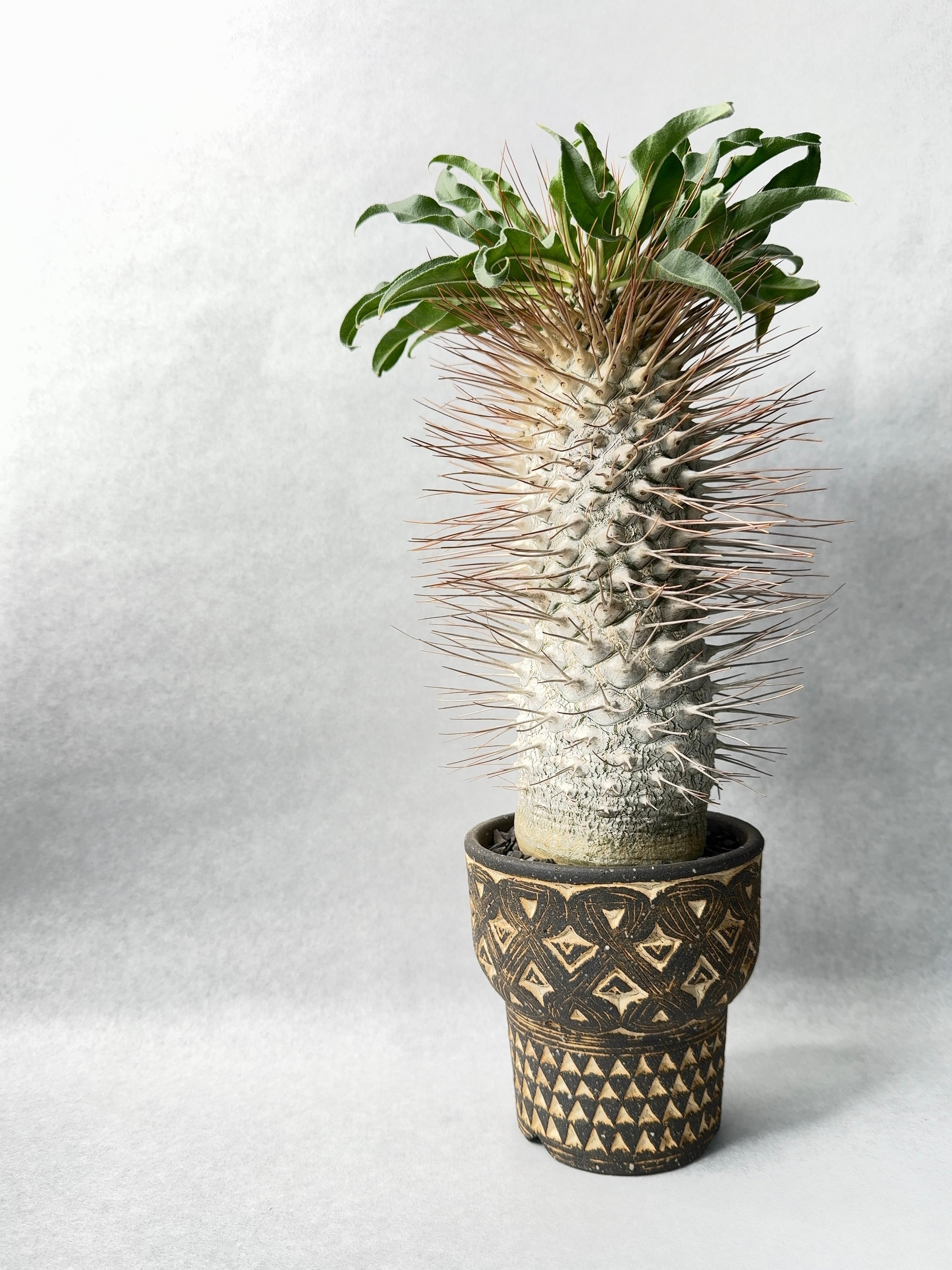 パキポディウム・ナマクアナム | trigger