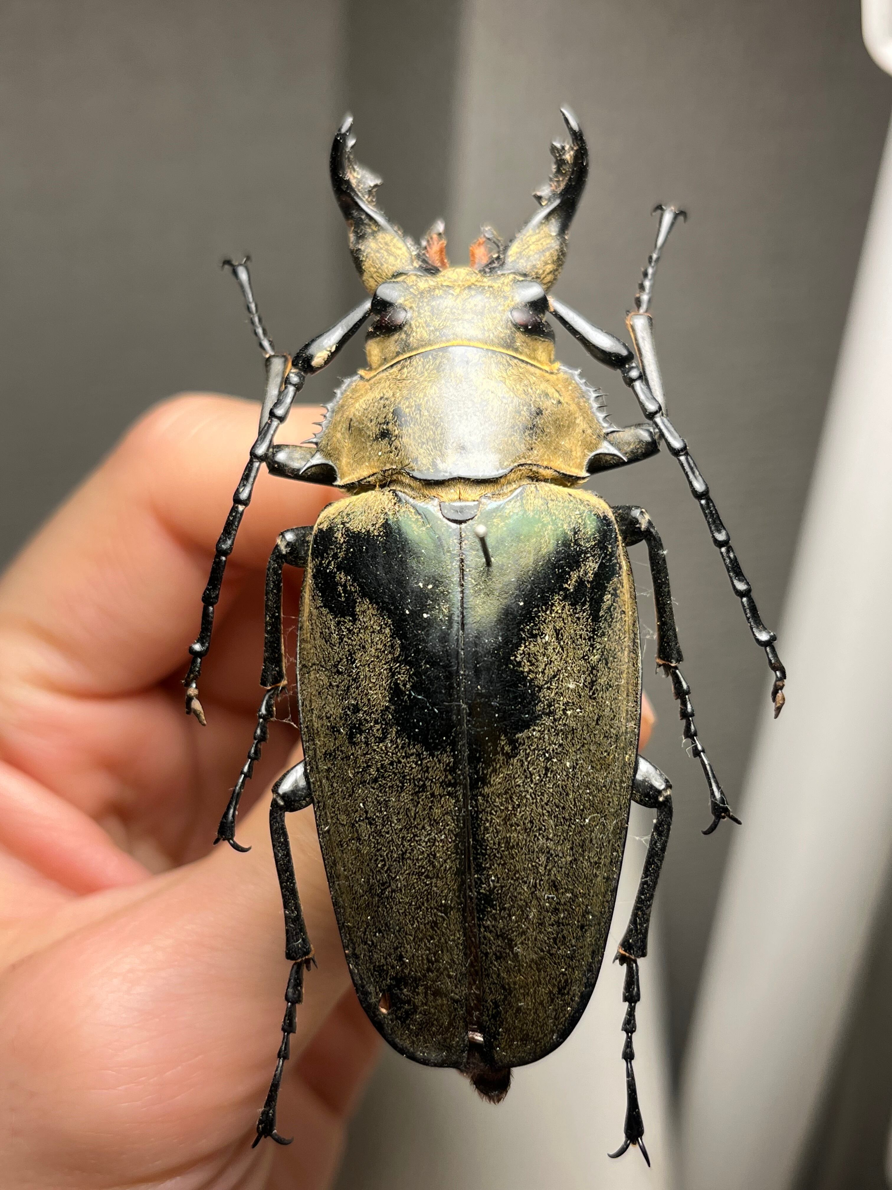76mm】ビタリシクワガタモドキ カミキリムシ ウスバカミキリ 昆虫標本
