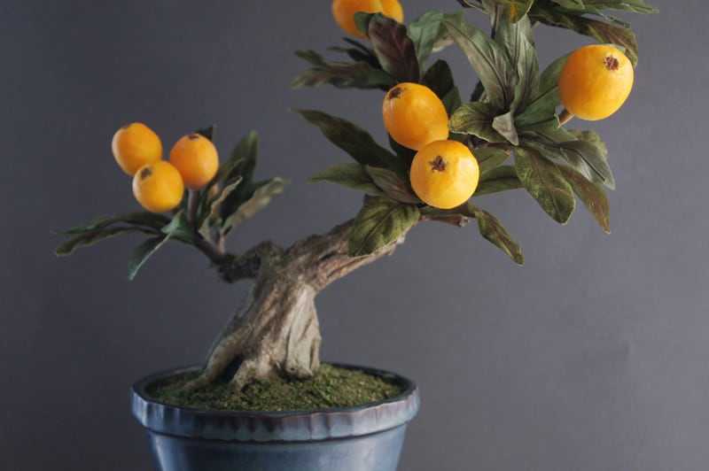盆栽 ビワ Loquat Bonsai #101 | Oh! BONSAI