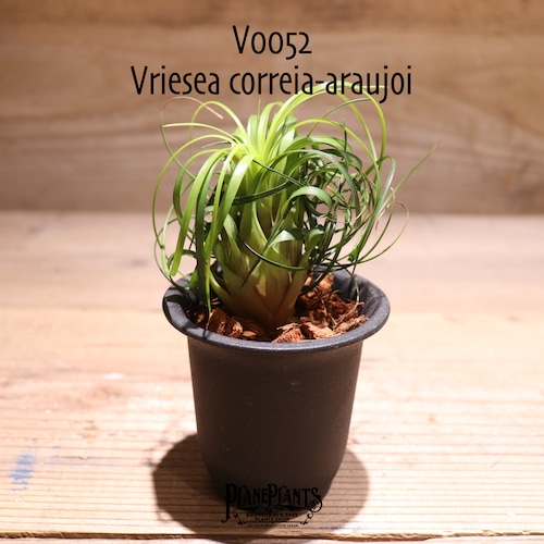 【送料無料】Vriesea correia-araujoi〔フリーセア〕現品発送V0052