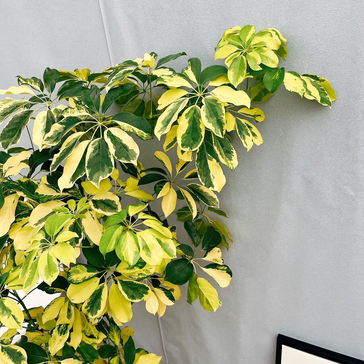 現品］【希少】1番 シェフレラ ゴールドリーフ 8号 観葉植物 室内 レア