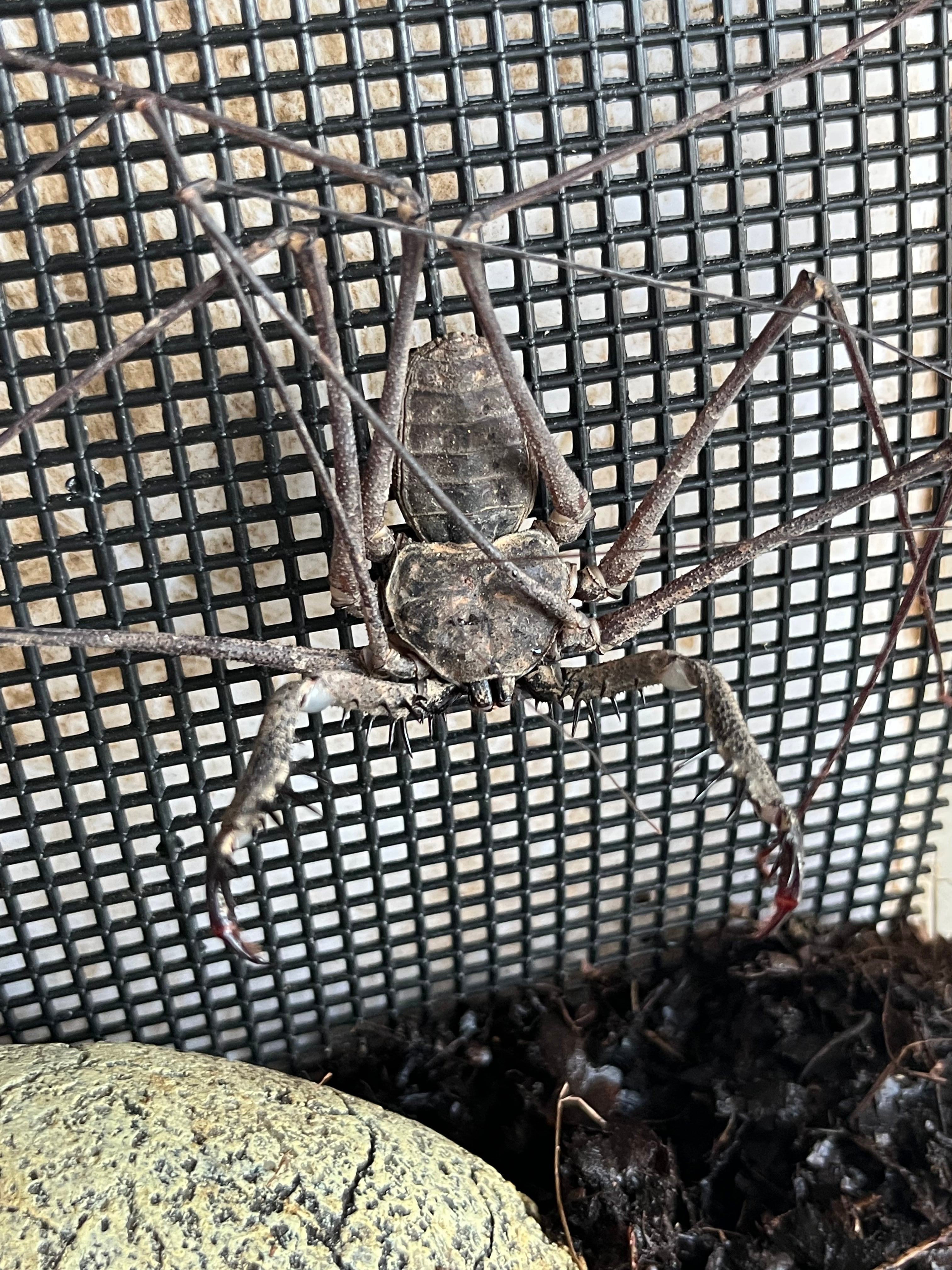 腕蟲希少種】Heterophrynus elephasウデムシ ヒヨケムシ 三大奇蟲