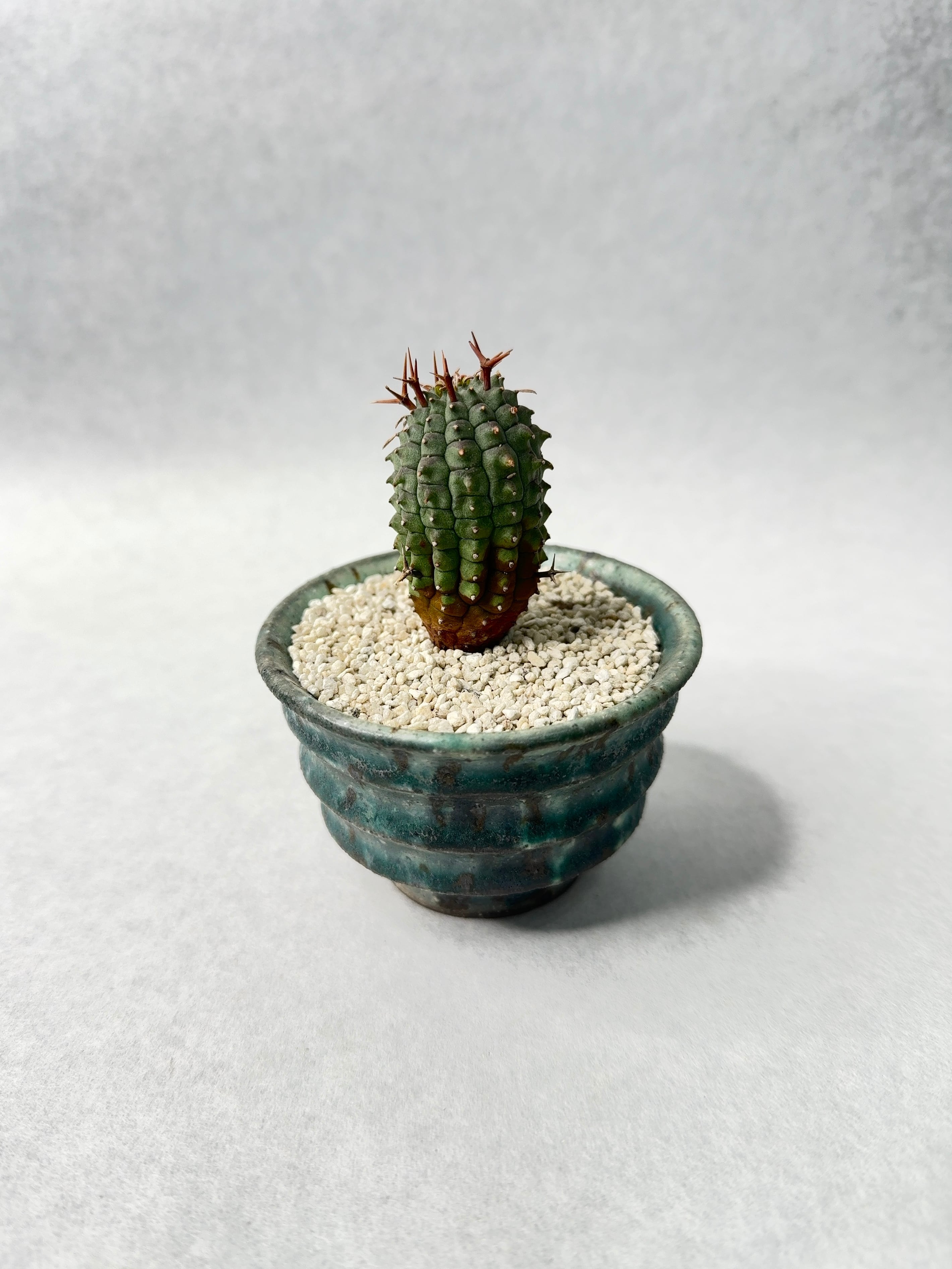 中川智治 | trigger