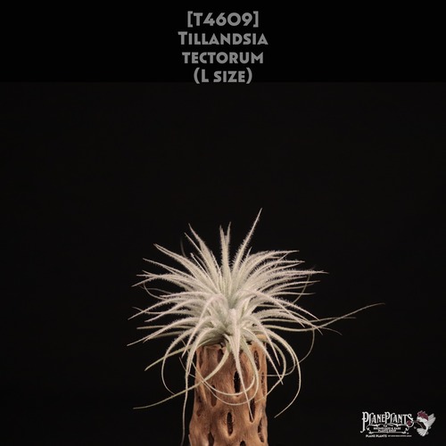 【送料無料】tectorum L〔エアプランツ〕現品発送T4609