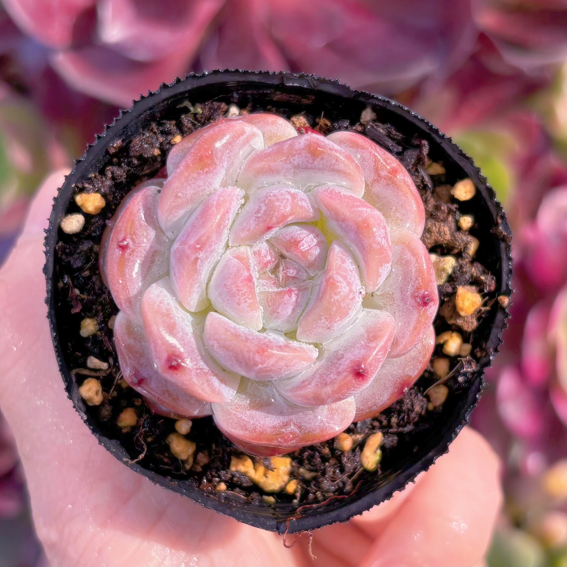 現品　雪芙蓉#665　るる農園