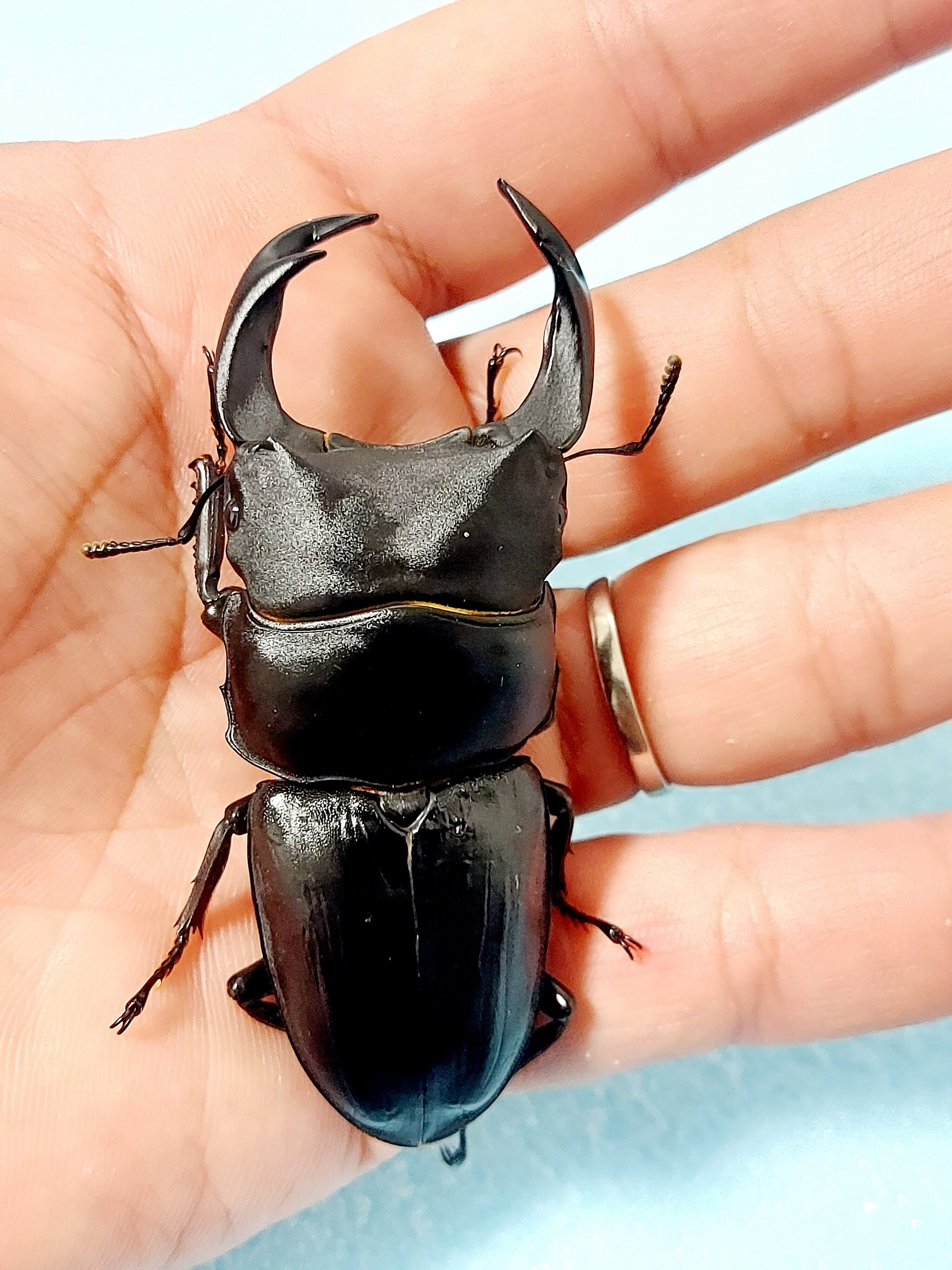 能勢SR血統♀55.5mm単品