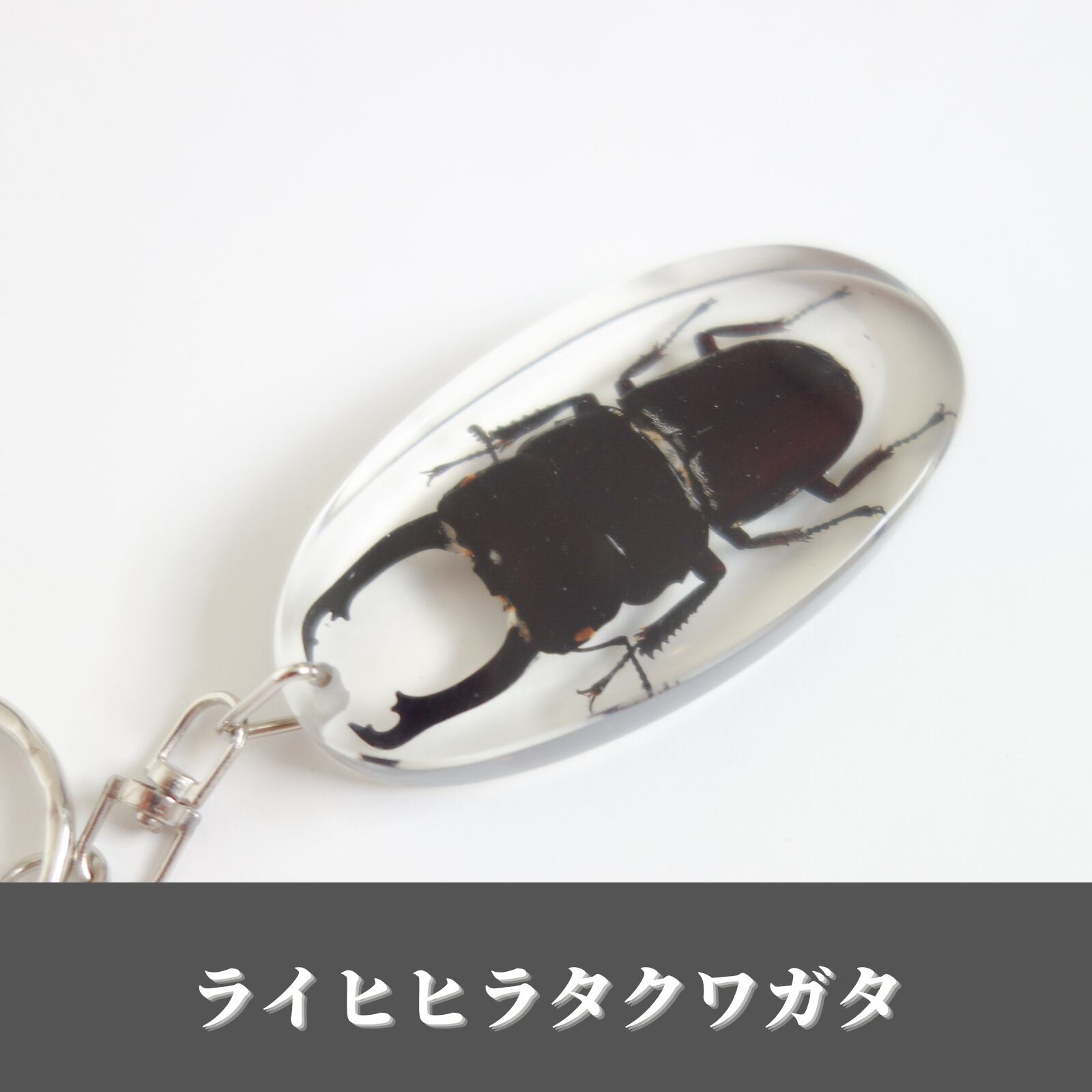 ライヒヒラタクワガタ」 本物 昆虫 キーホルダー 標本 クワガタムシ