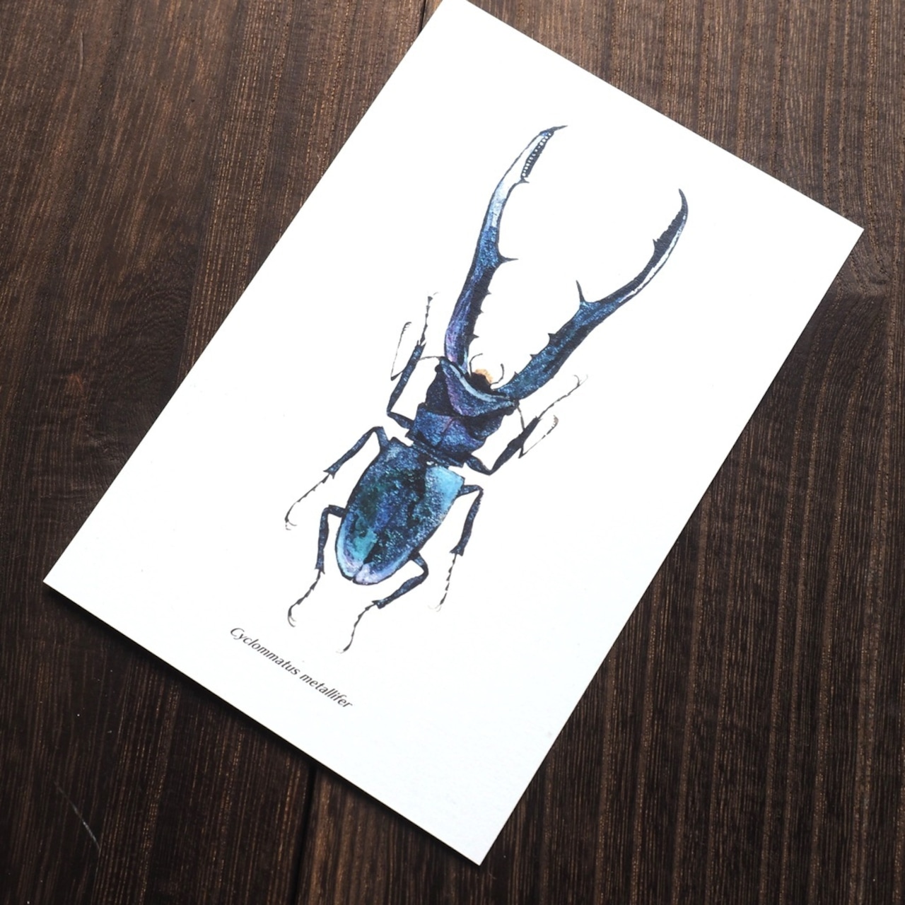 ポストカード 1枚入り(メタリフェルホソアカクワガタパープル)