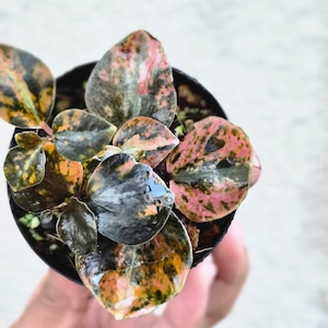 ⑪《Peperomia Metalica Orange Variegated》ペペロミア メタリカ オレンジ斑　観葉植物 ／ポット発送