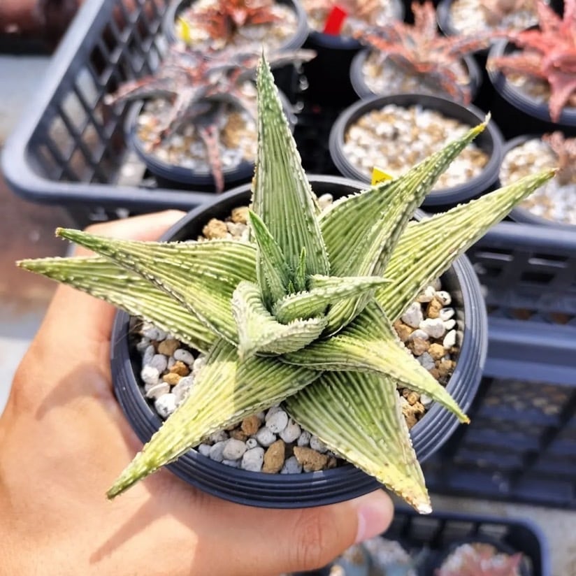 アロエ ハイブリッド THE CORE hybrid | THE CORE