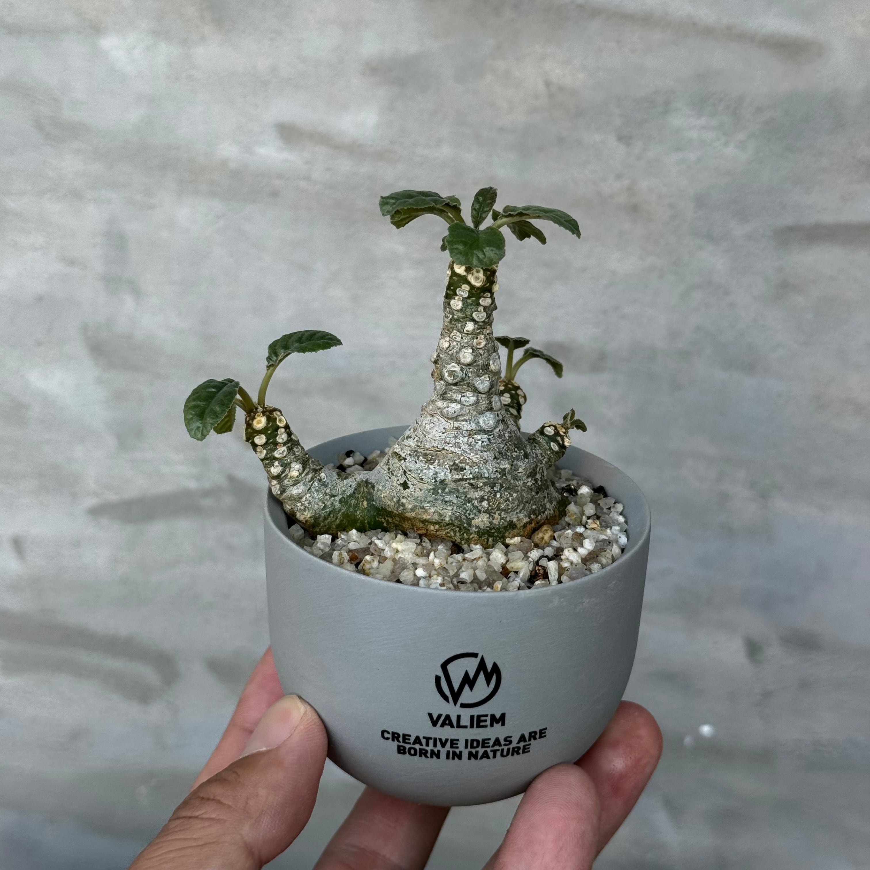 植物×鉢】アデニア プセウドグロボーサ 現地株発根済み × 陶器鉢 | A