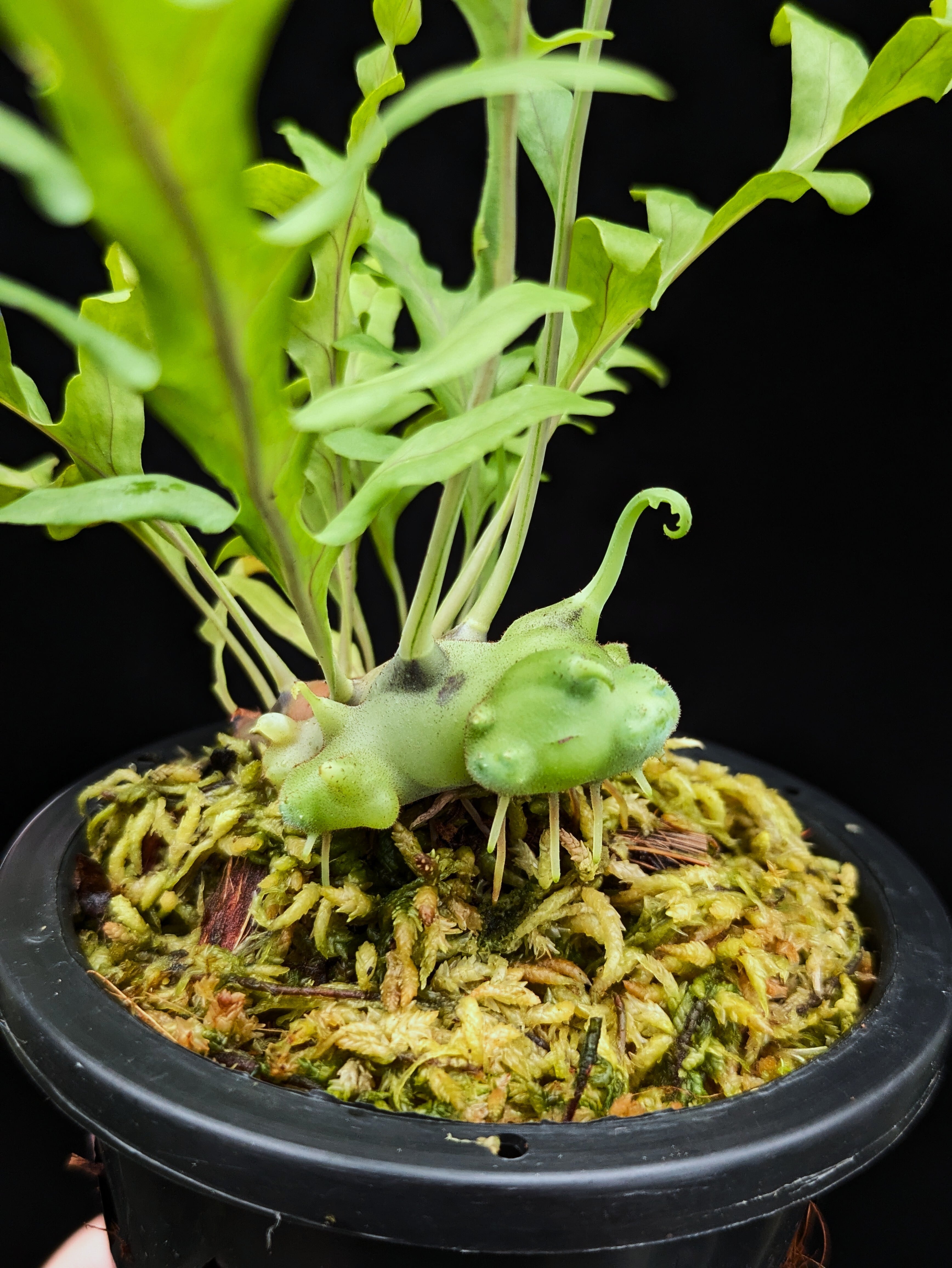 レカノプテリス バルゴイ Lecanopteris balgooyi #3 Lecanopteris balgooyi (blue type) | 伊藤蟻植物農園