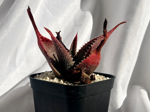 Aloe thorncroftii　アロエ　ソーンクロフティ　多肉植物