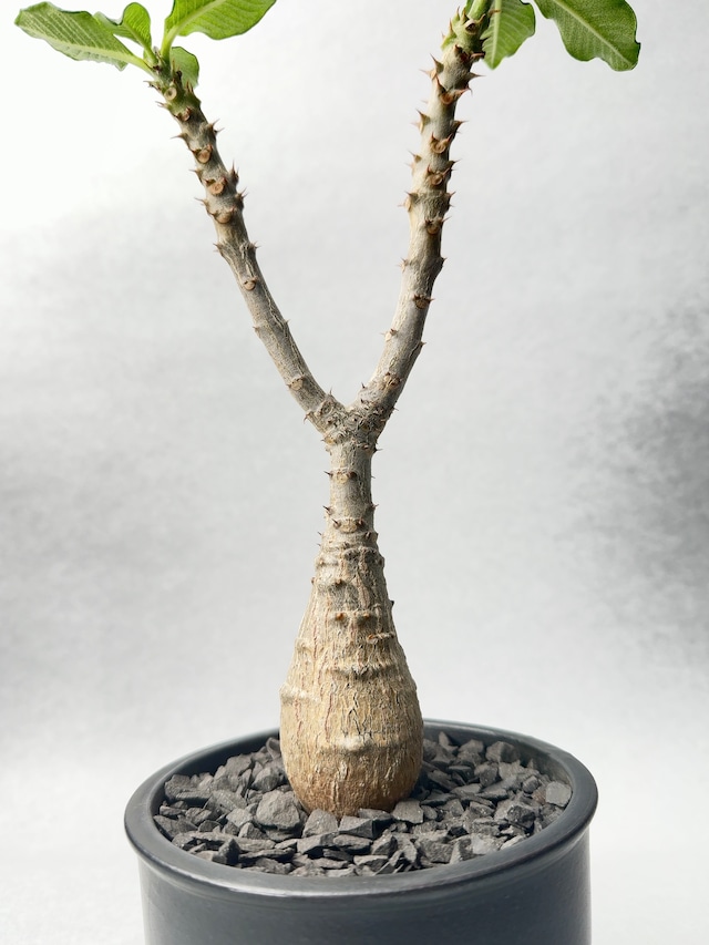 パキポディウム・ウィンゾリー