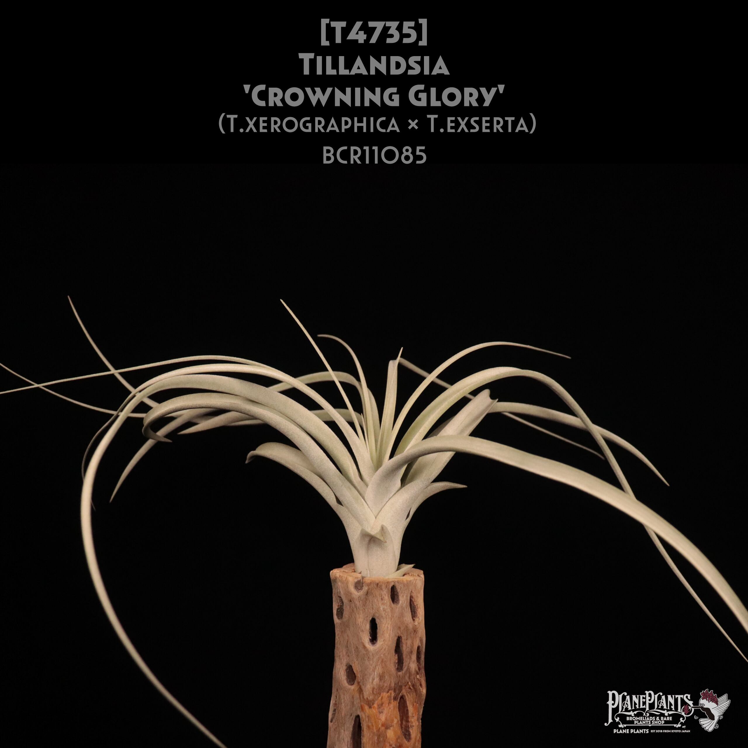 【reserved】'Crowning Glory'〔エアプランツ〕現品発送T4735
