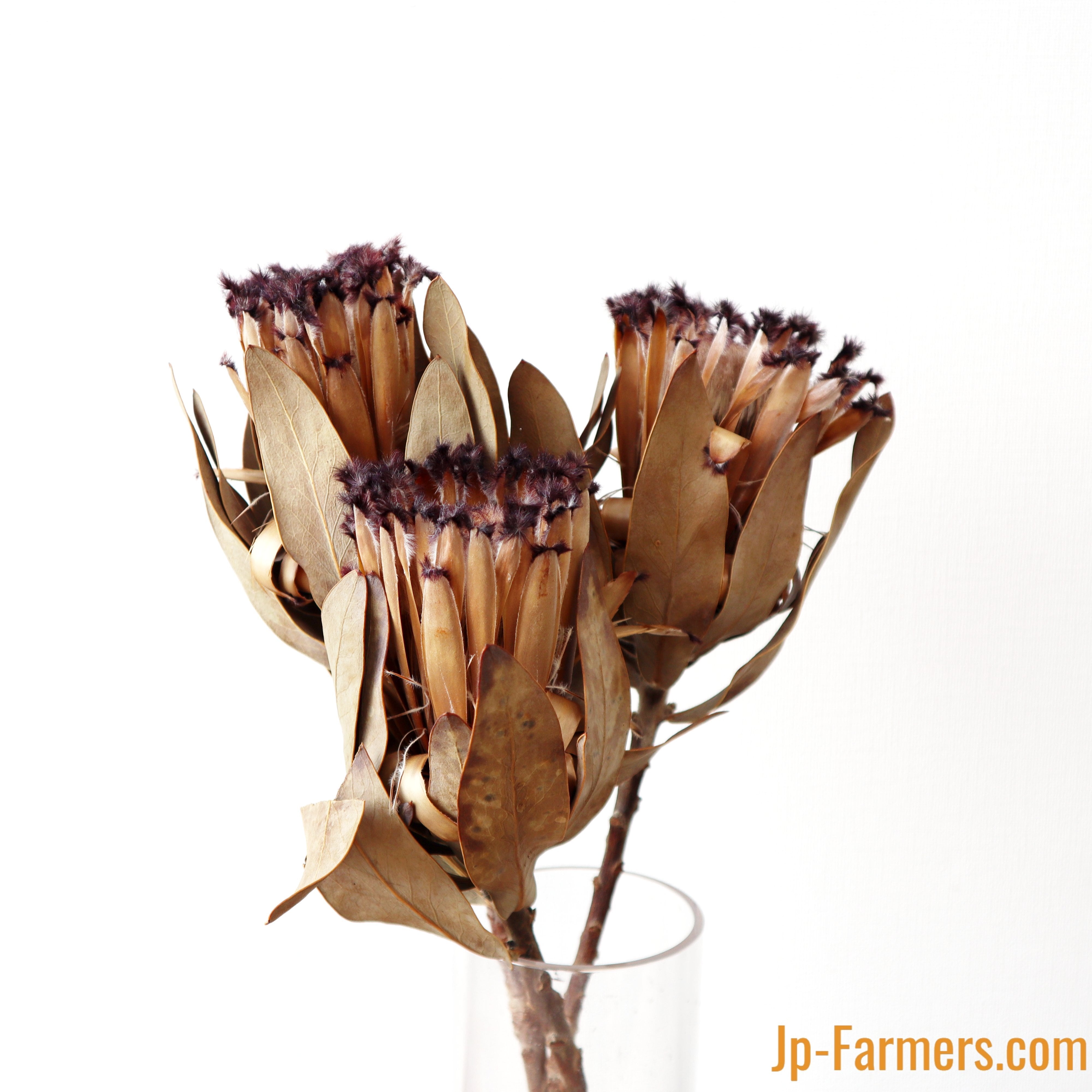 在庫整理‼️プロテアなど プロテアのドライフラワー① 1束 （3本） | 新鮮お花問屋 Jp-Farmers.com