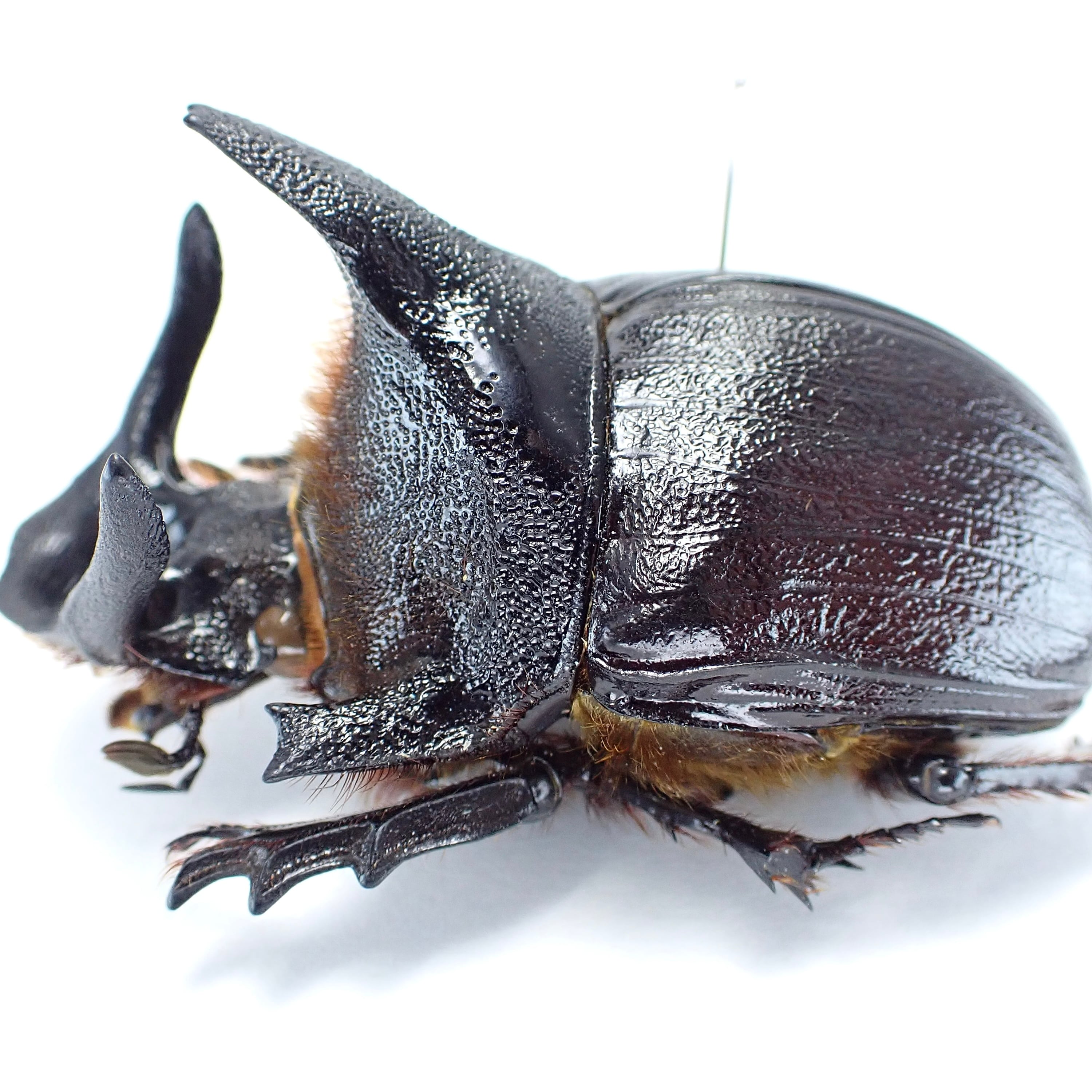 ザンビア産 Heliocopris andersoni ♂♀ 56mm/52mm XXL | 昆虫標本