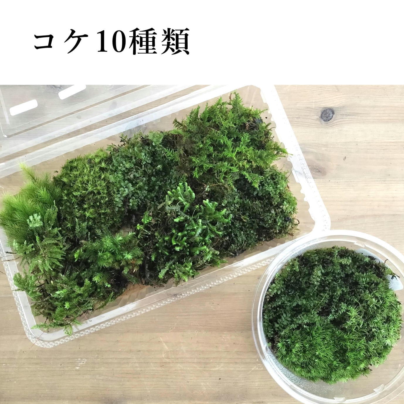 プレミアムキット】苔壁のある苔テラリウム ◇LEDset／動画解説付き
