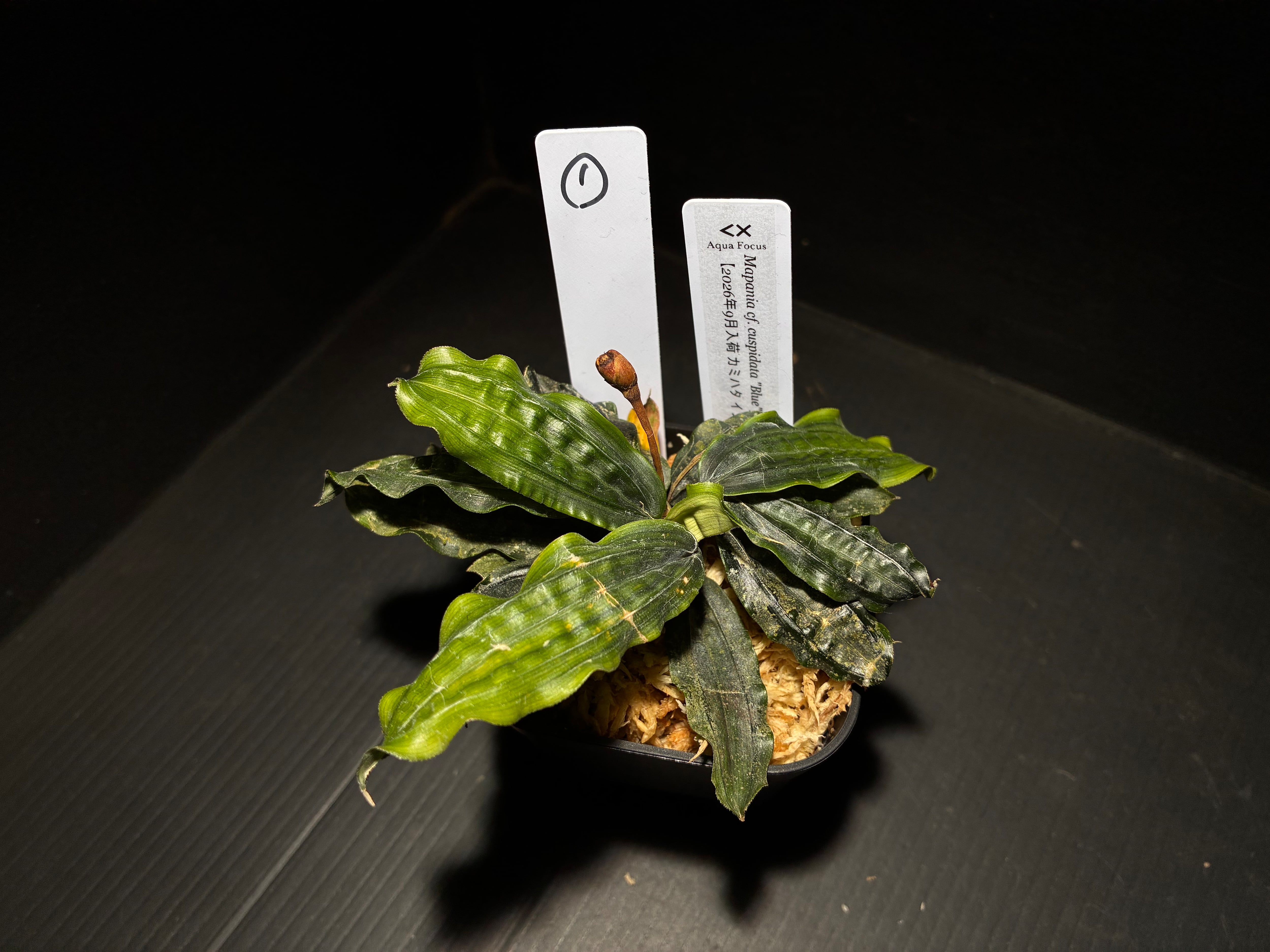 Araseae sp. Kapuas Hulu マハカム川上流域 1 水草・観葉植物 | AquaFocus