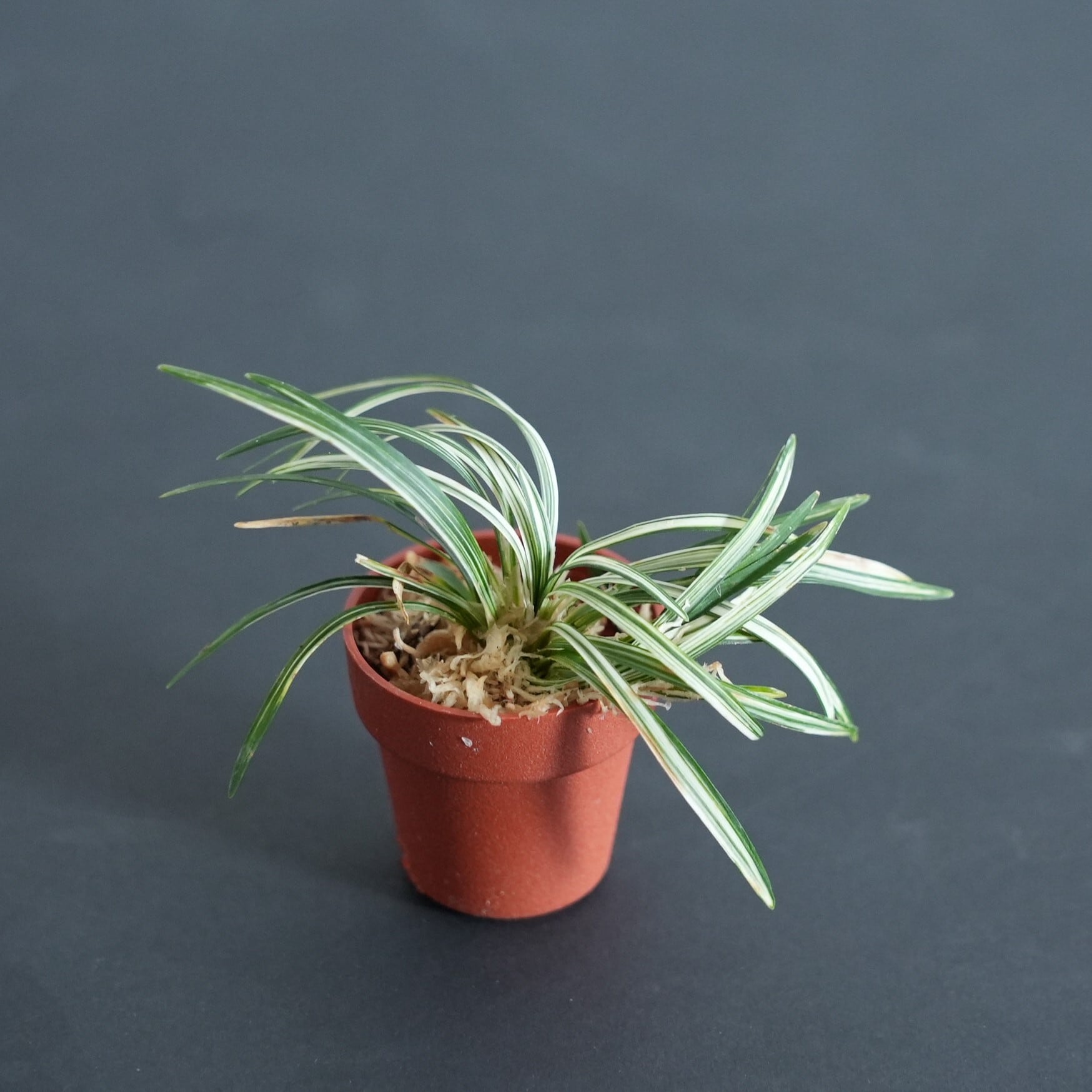 多肉植物 アエオニウム 孔雀白錦 レア #sb 5 | Pay ID