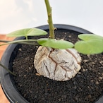 Dioscorea elephantipes【ディオスコレア・亀甲竜・実生】