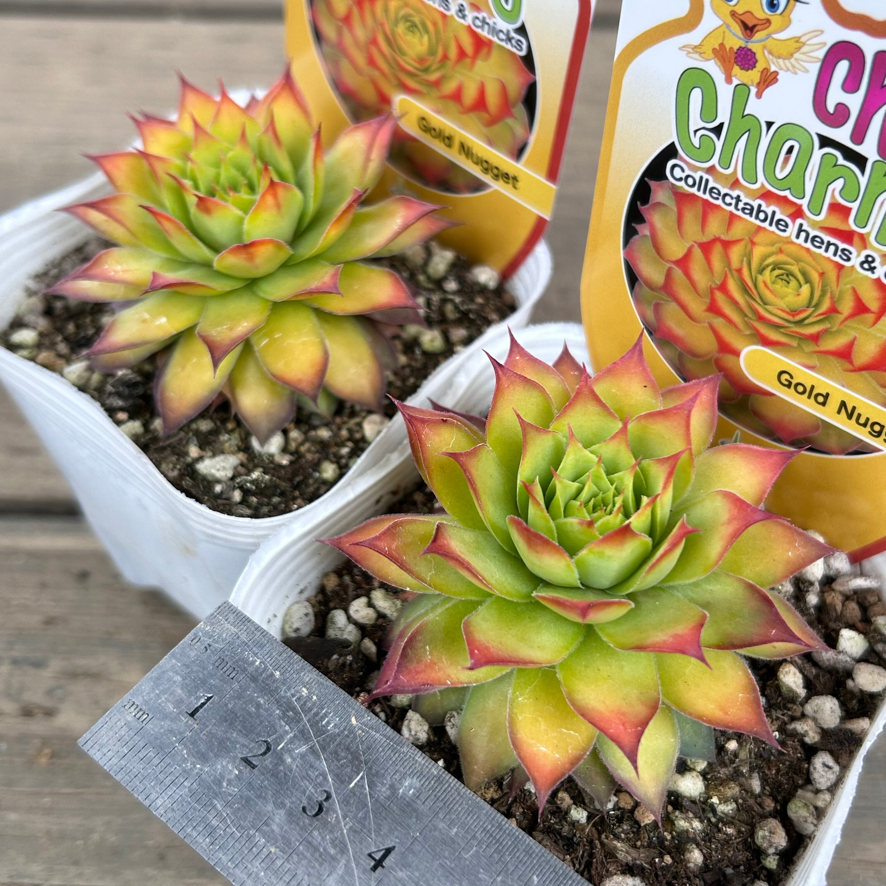 ゴールドナゲット　カット苗 ゴールドナゲット カット苗 【公式通販】