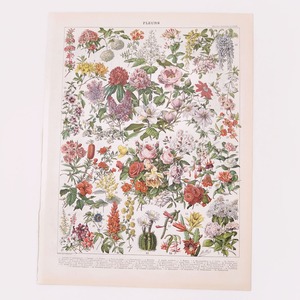 両面 花の植物図版 1915年 Larousse a Paris paul auge フランス オリジナルイラストプレート リトグラフ01973