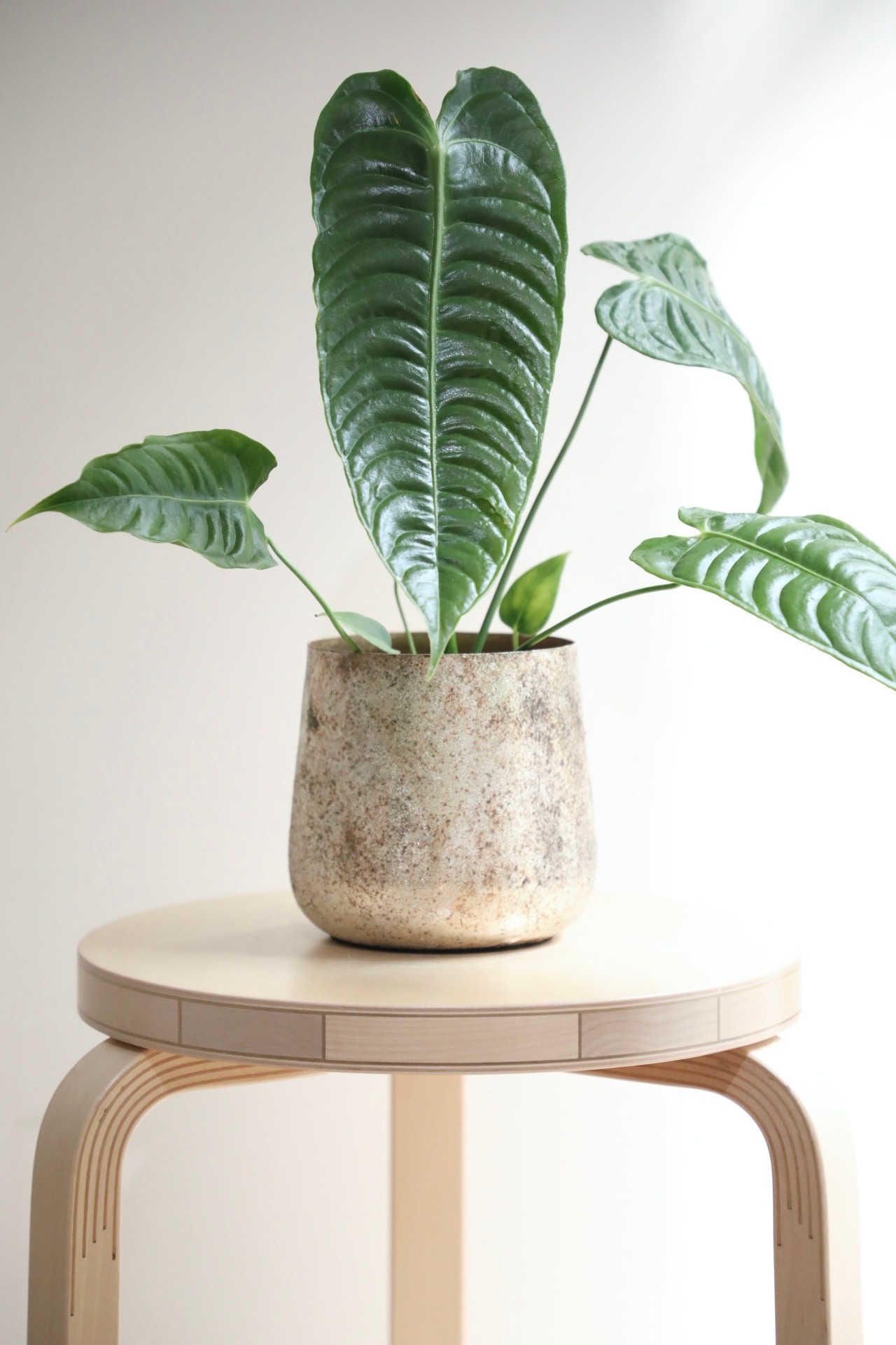 【S】アンスリウム ベイチー/Anthurium