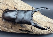 【赤目】《パラワンオオヒラタクワガタ レッドアイ 93.5mm ペア》