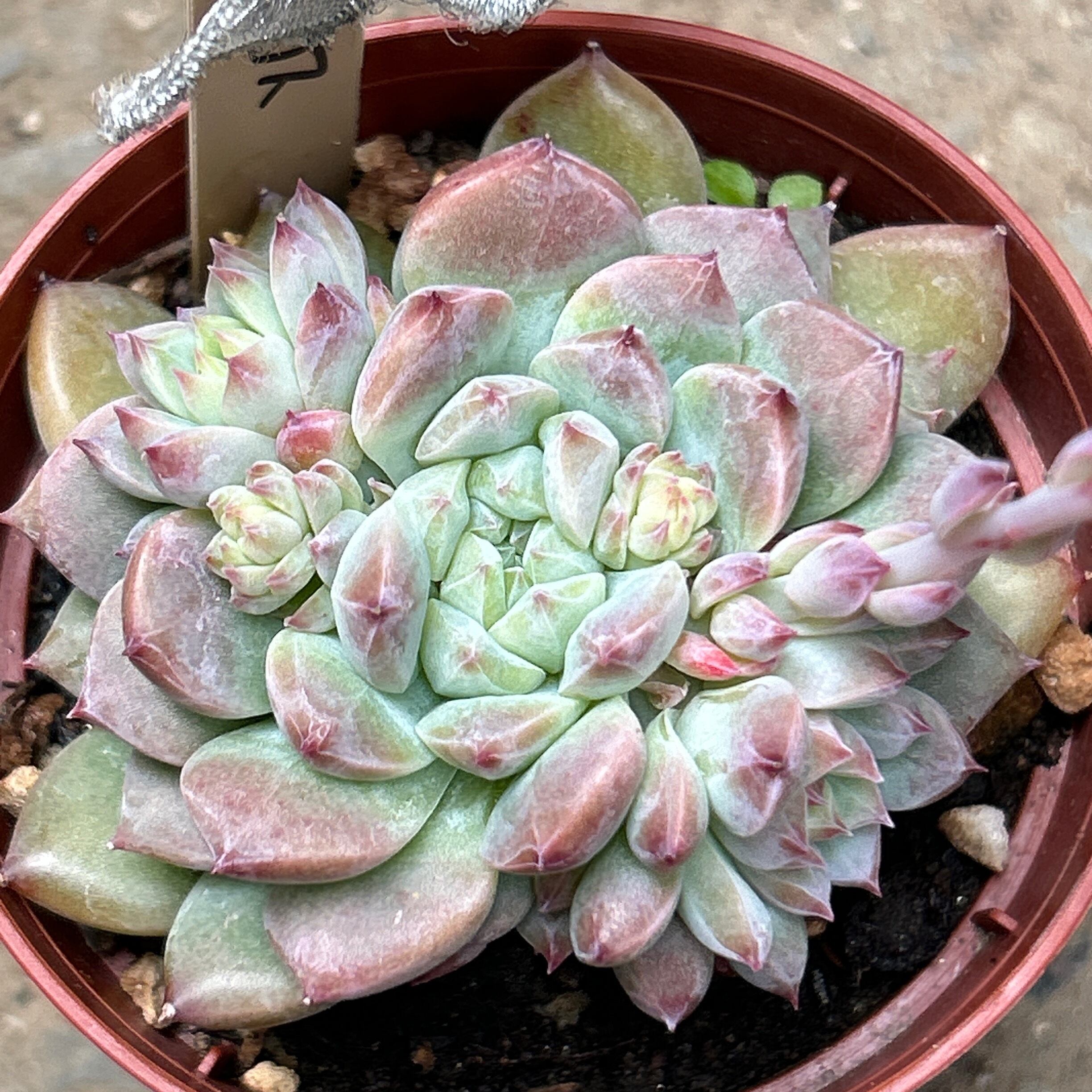 ピンクアレックス | RuPo 多肉植物専門店