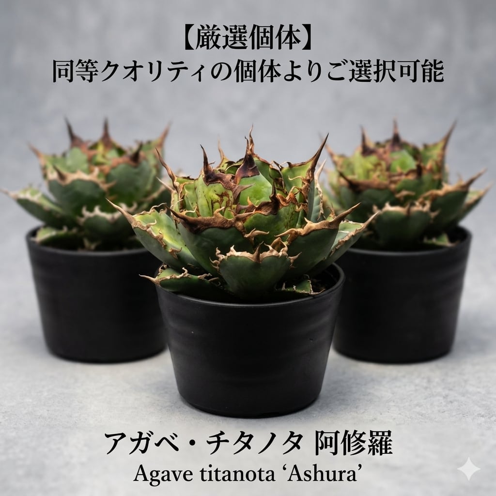 アガベ　チタノタ　オテロイ　阿修羅　コンパクト　極上株　1 アガベ チタノタ 阿修羅 (Agave titanota 'Asura') | BRIDGE GARDEN