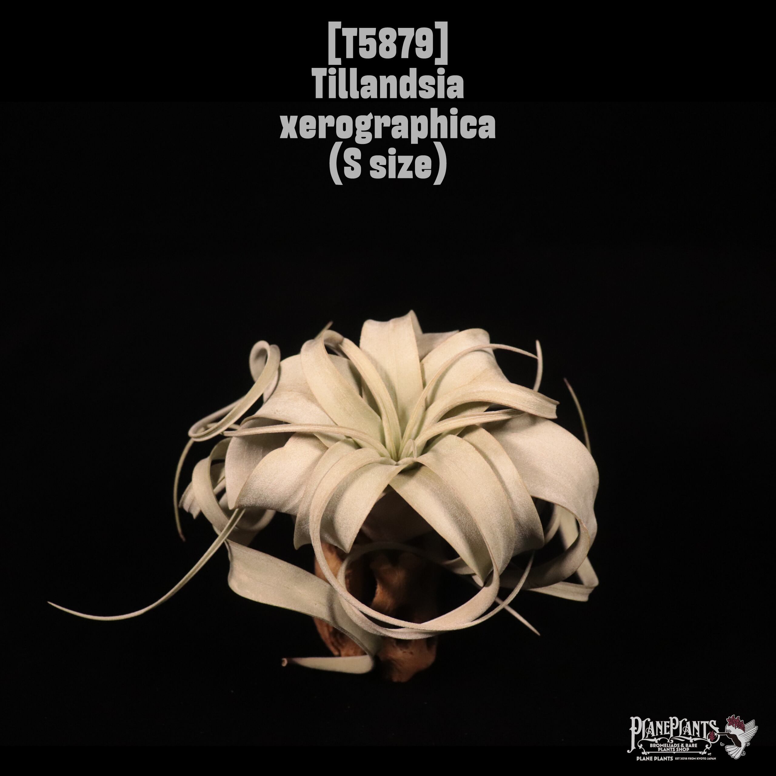 Tillandsia xerographica S〔ティランジア〕T5879