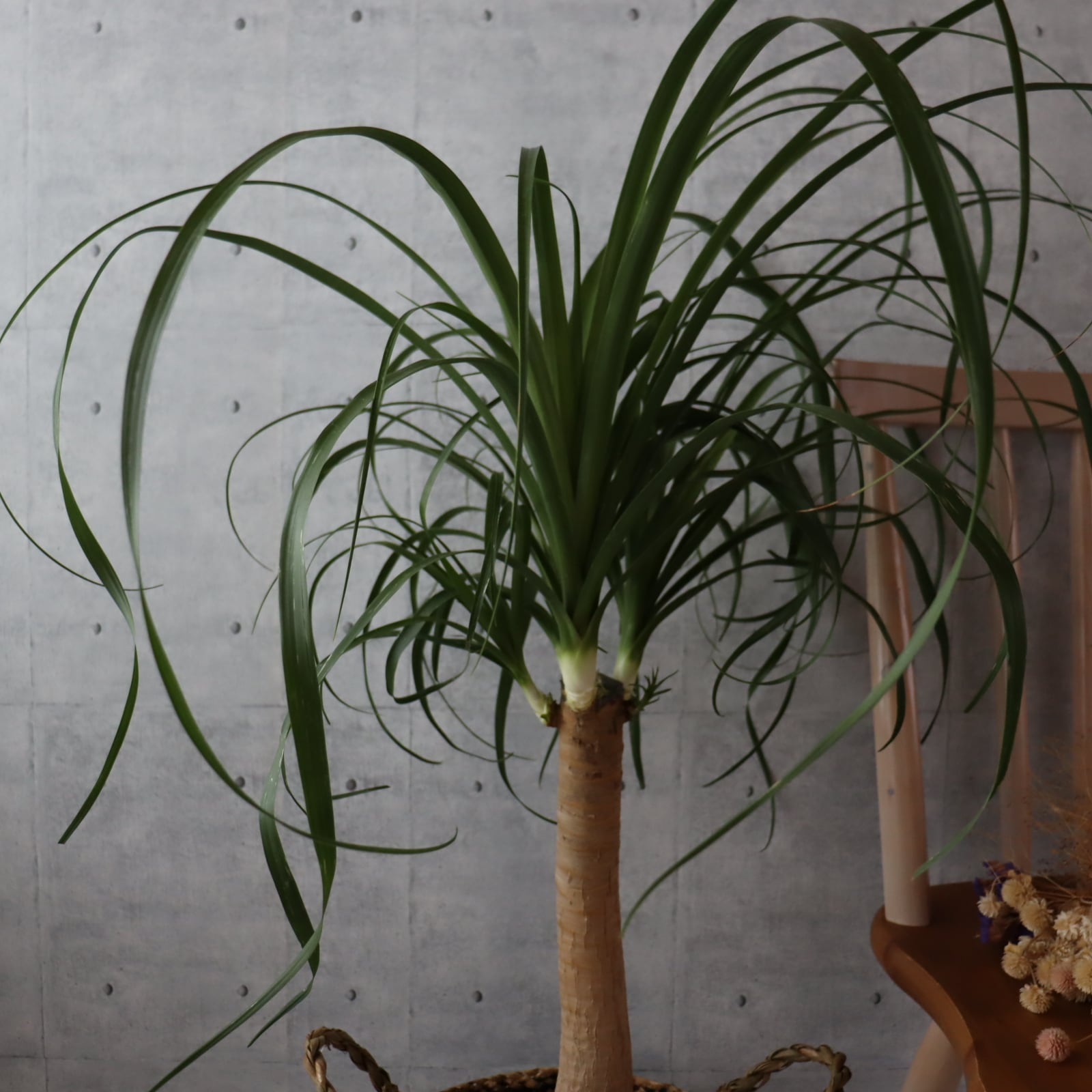 7号 美形115cm】トックリラン ポニーテール ノリナ 観葉植物 大型 室内