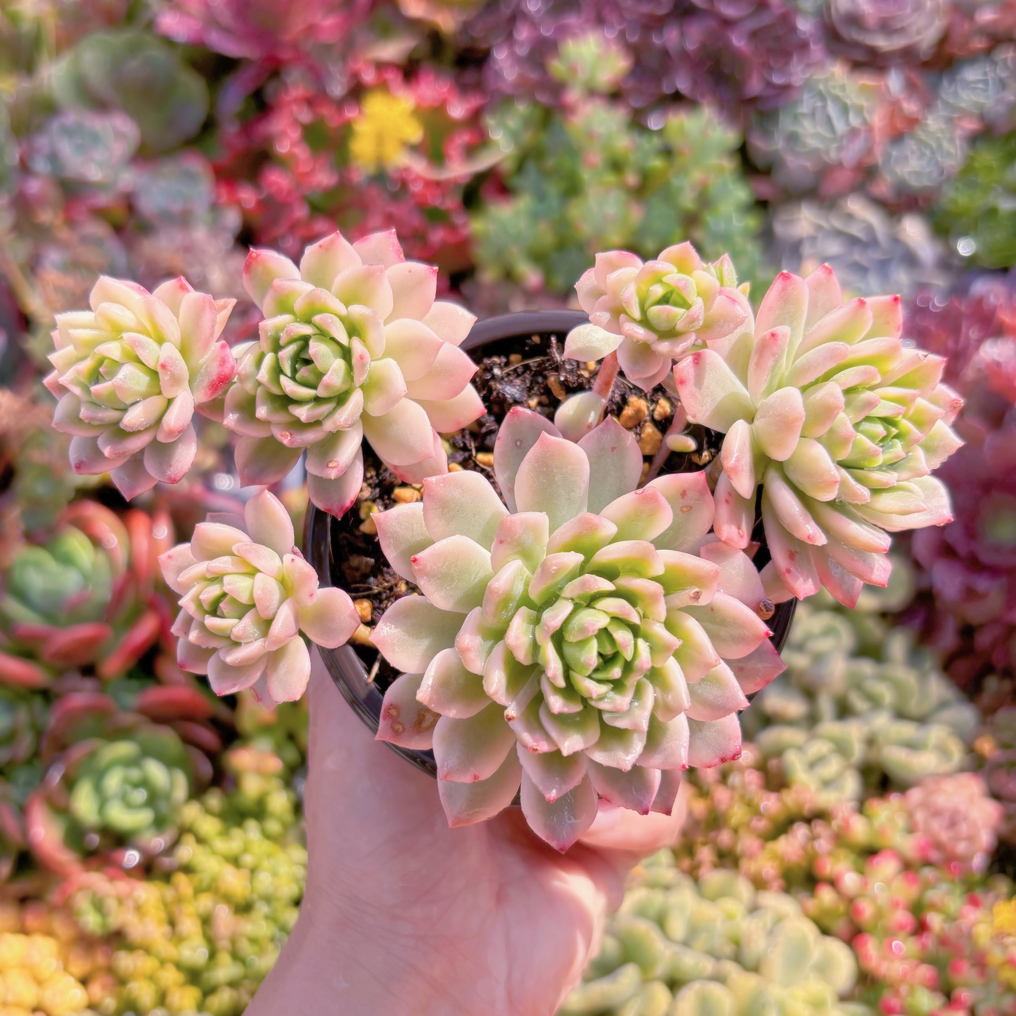 現品　マッコス錦#M087　群生　るる農園