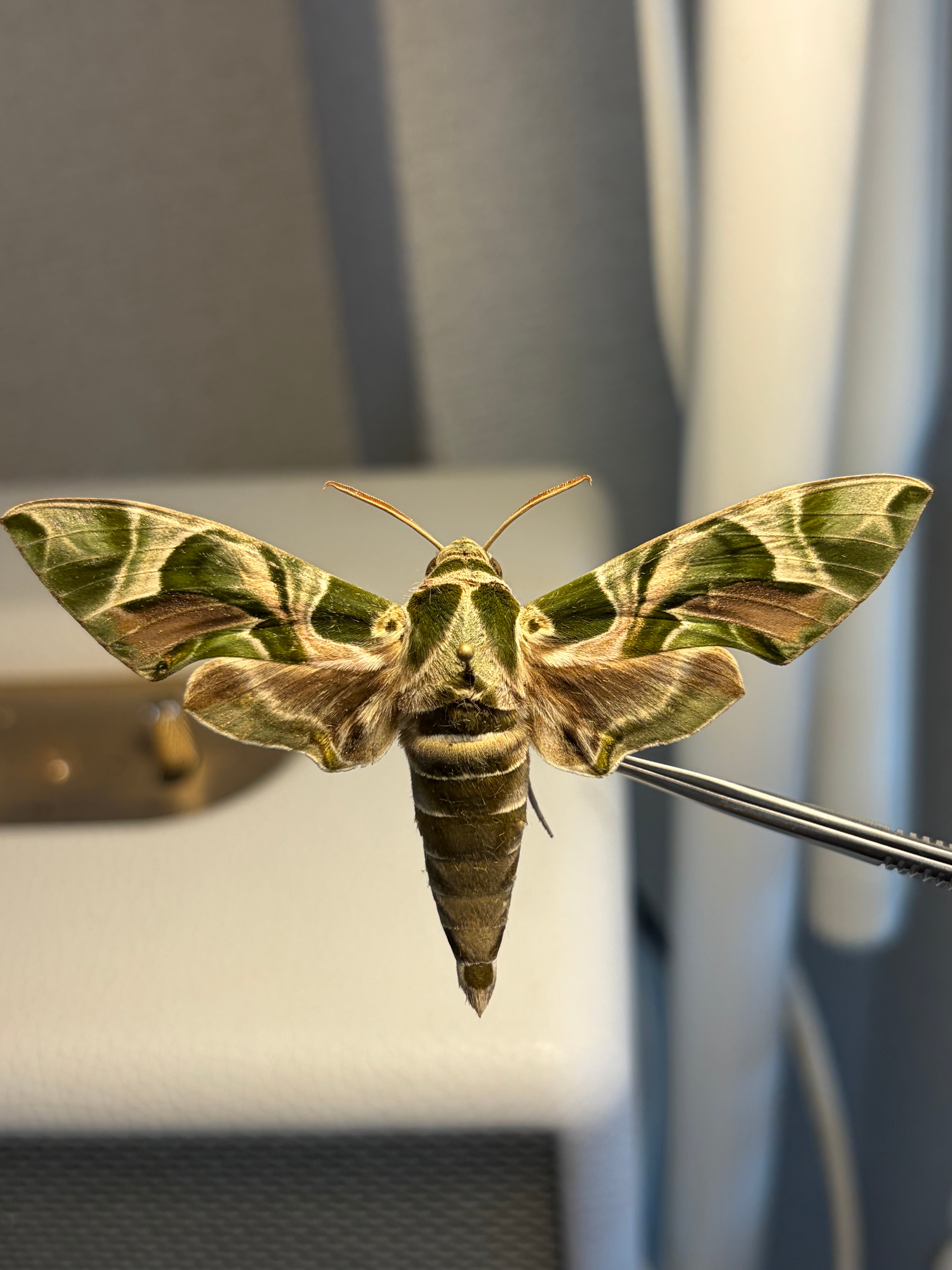 【LAST】キョウチクトウスズメ 夾竹桃雀蛾 Daphnis nerii 蛾標本 LAST】キョウチクトウスズメ 夾竹桃雀蛾 Daphnis nerii 蛾標本 蝶標本