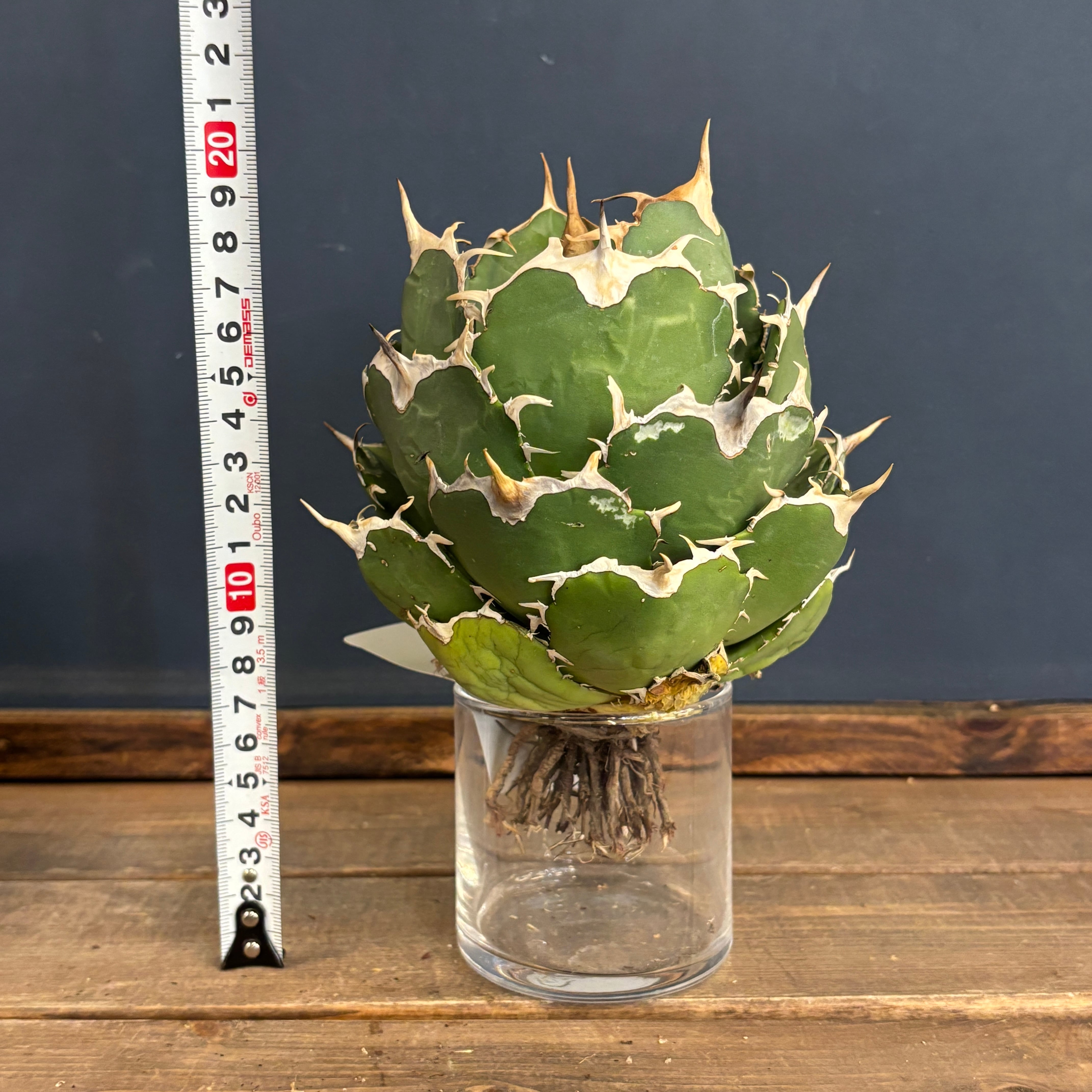 アガベ チタノタ アングリーハート【978】 | PROTOLEAF プロトリーフ