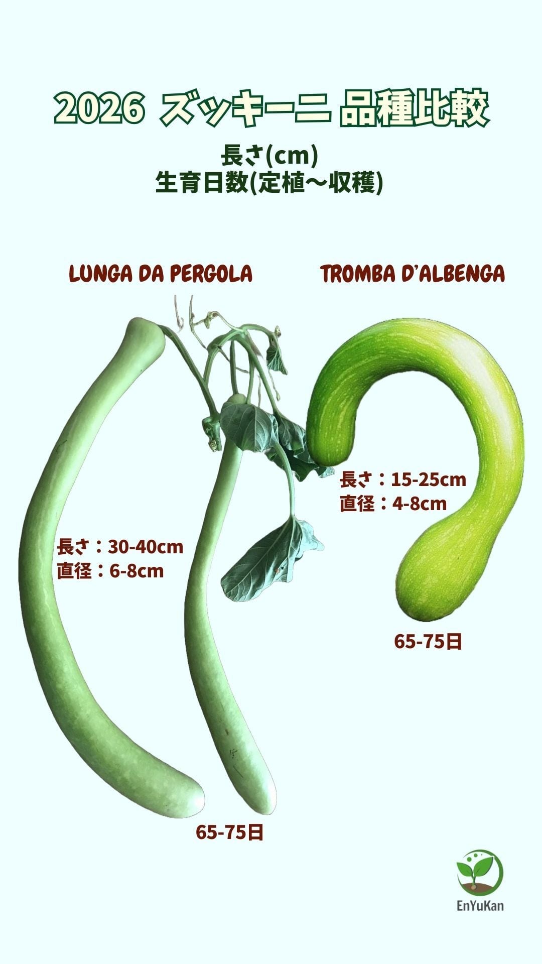 トランペットズッキーニ・TROMBETTA DI ALBENGA (固定種)【約20粒】<L