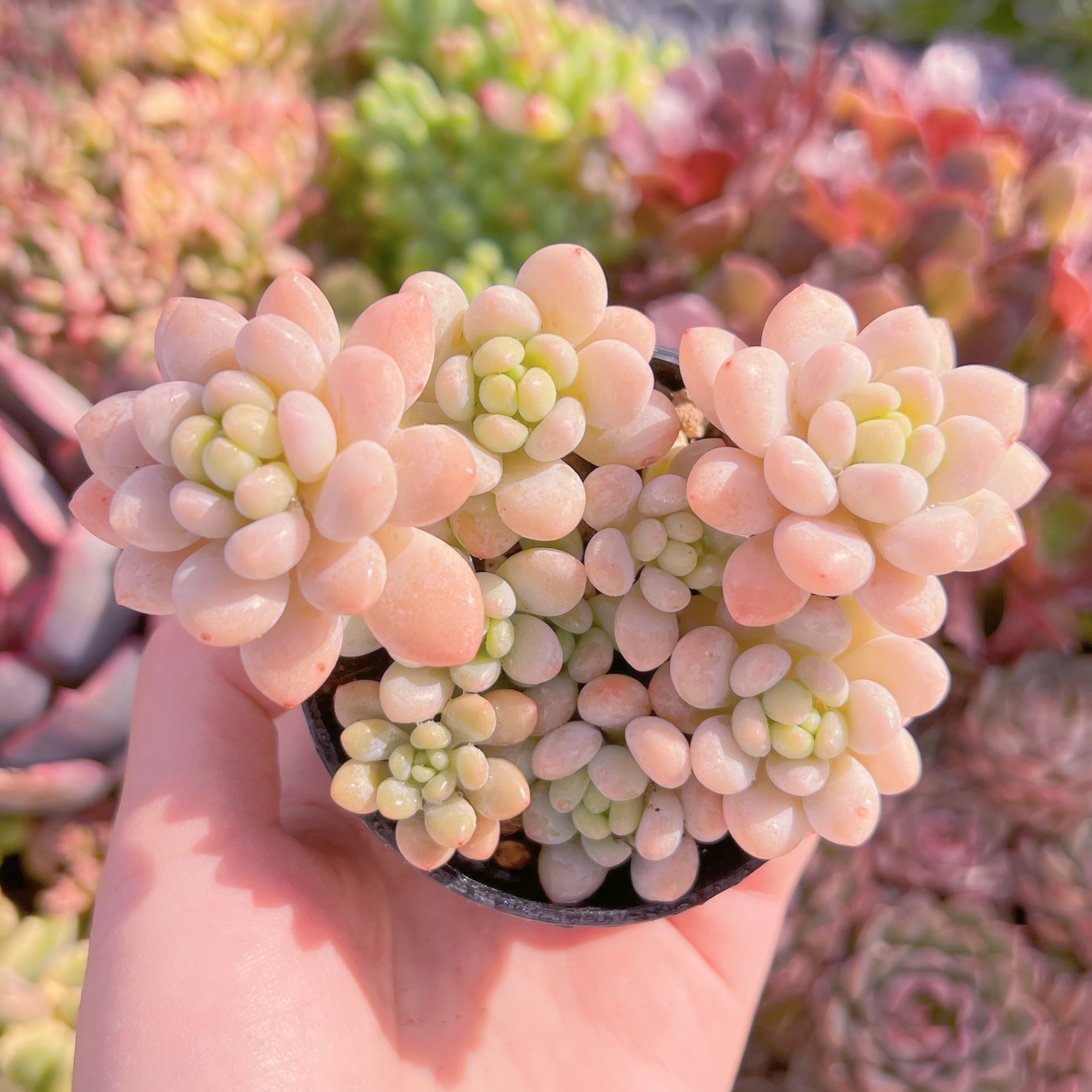 現品　Daphne#893　群生　るる農園