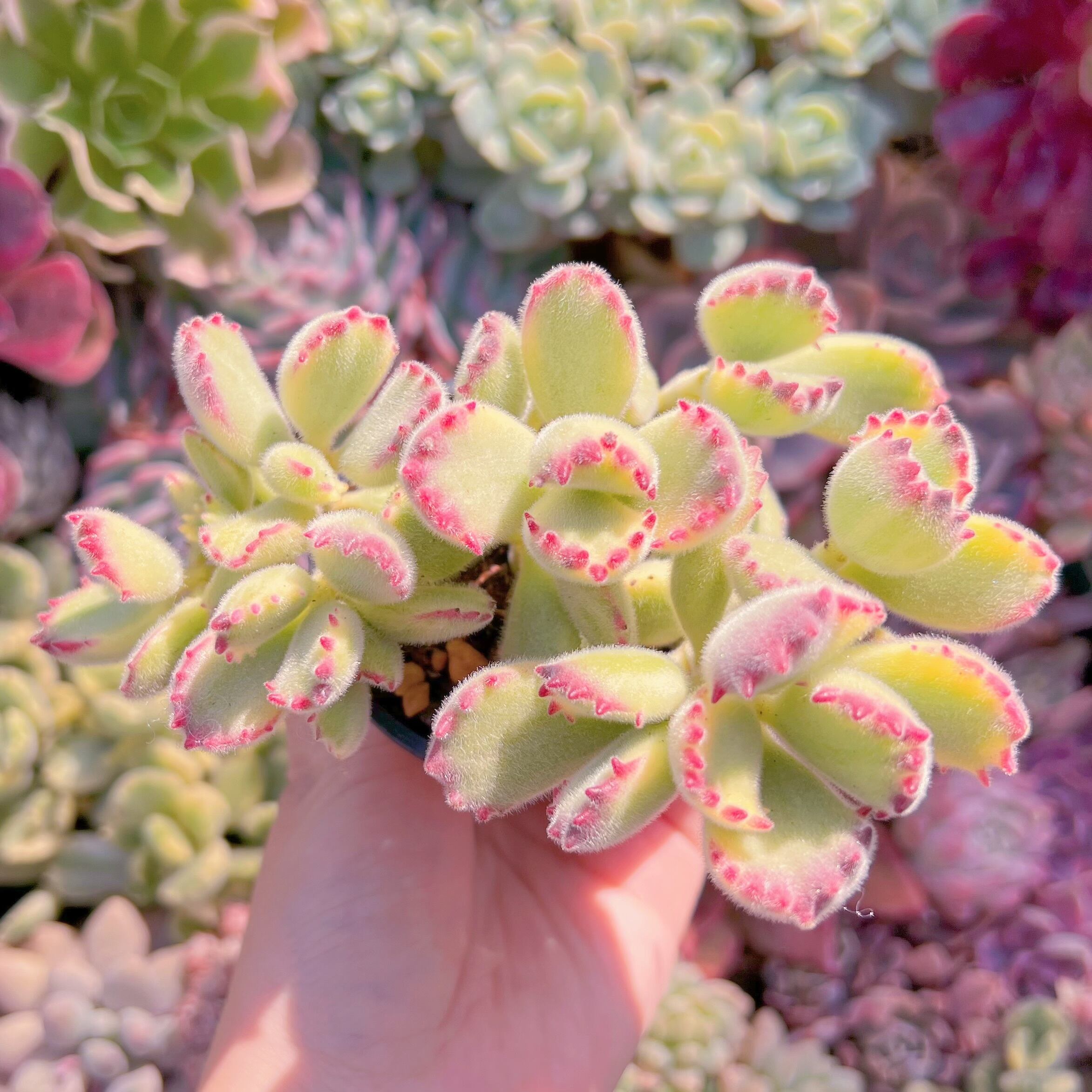 現品　白熊#016　群生　るる農園