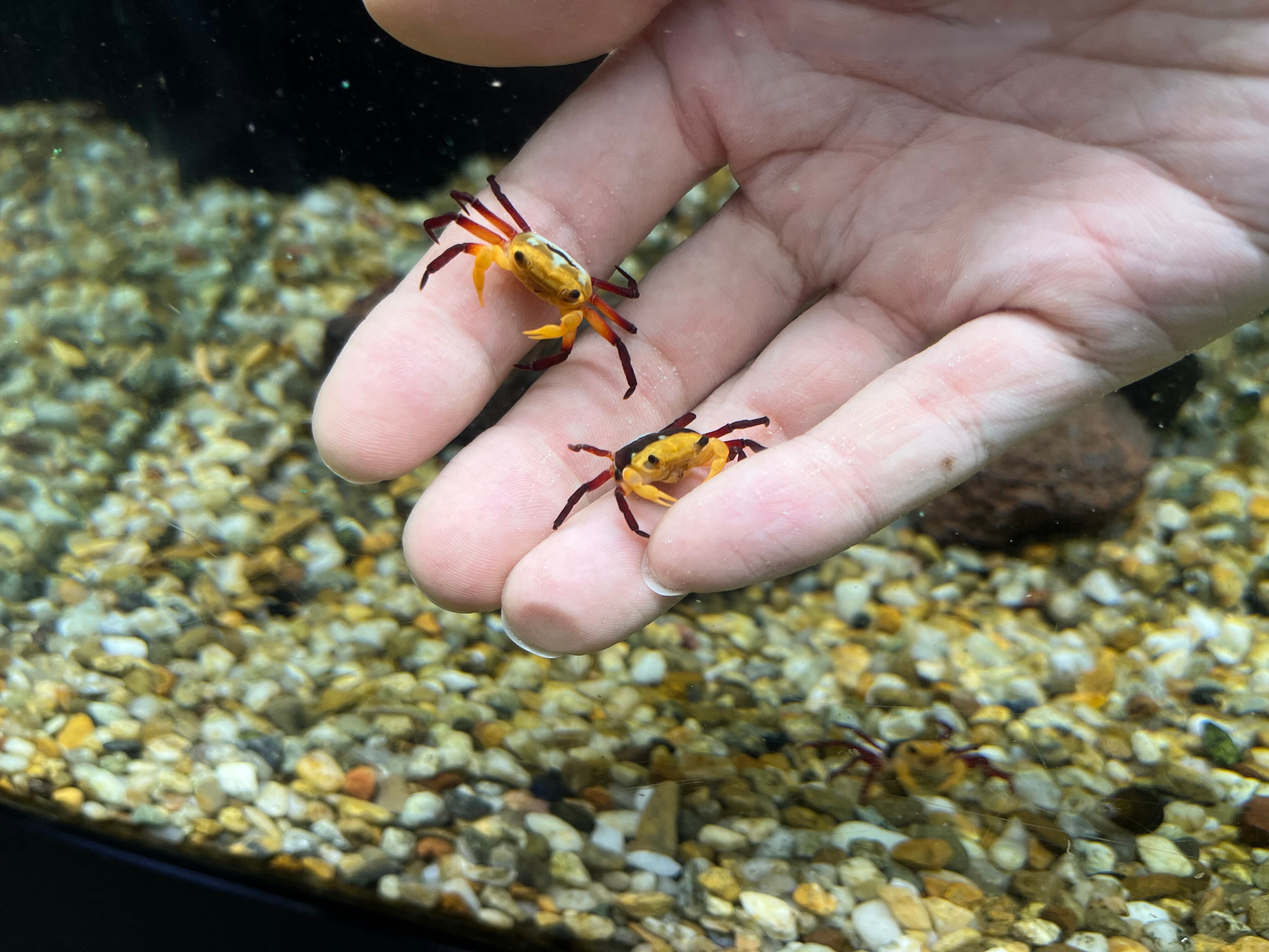 幻の‼️奇跡を起こす‼️インドネシア産 ケオン オス1匹】インドネシア直輸入便WILDボルネオイエローウィッチャー