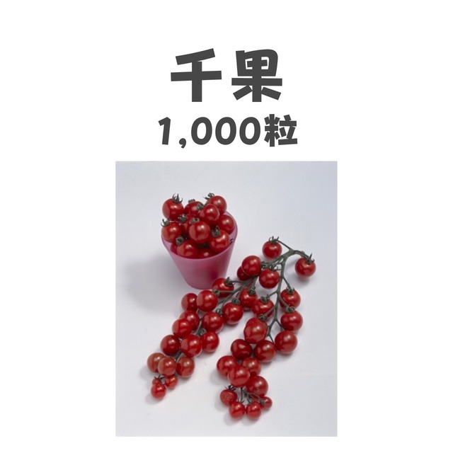 千果　ミニトマト種子・1,000粒