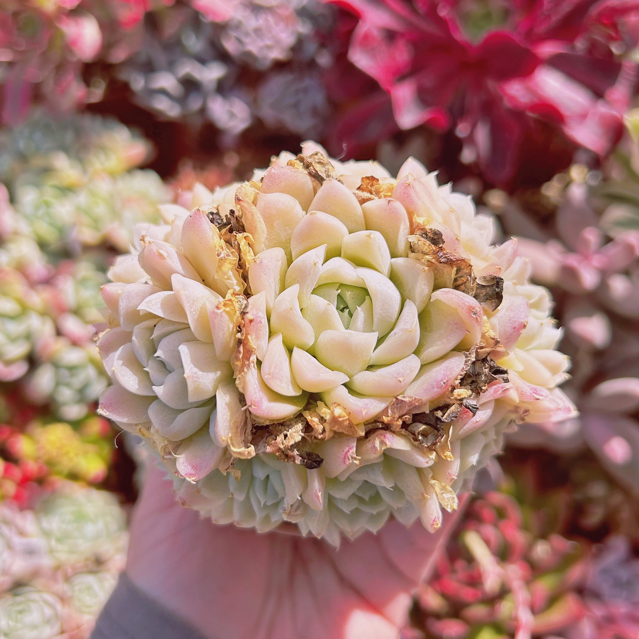 #503現物　多肉植物　ヒューミリス　特大