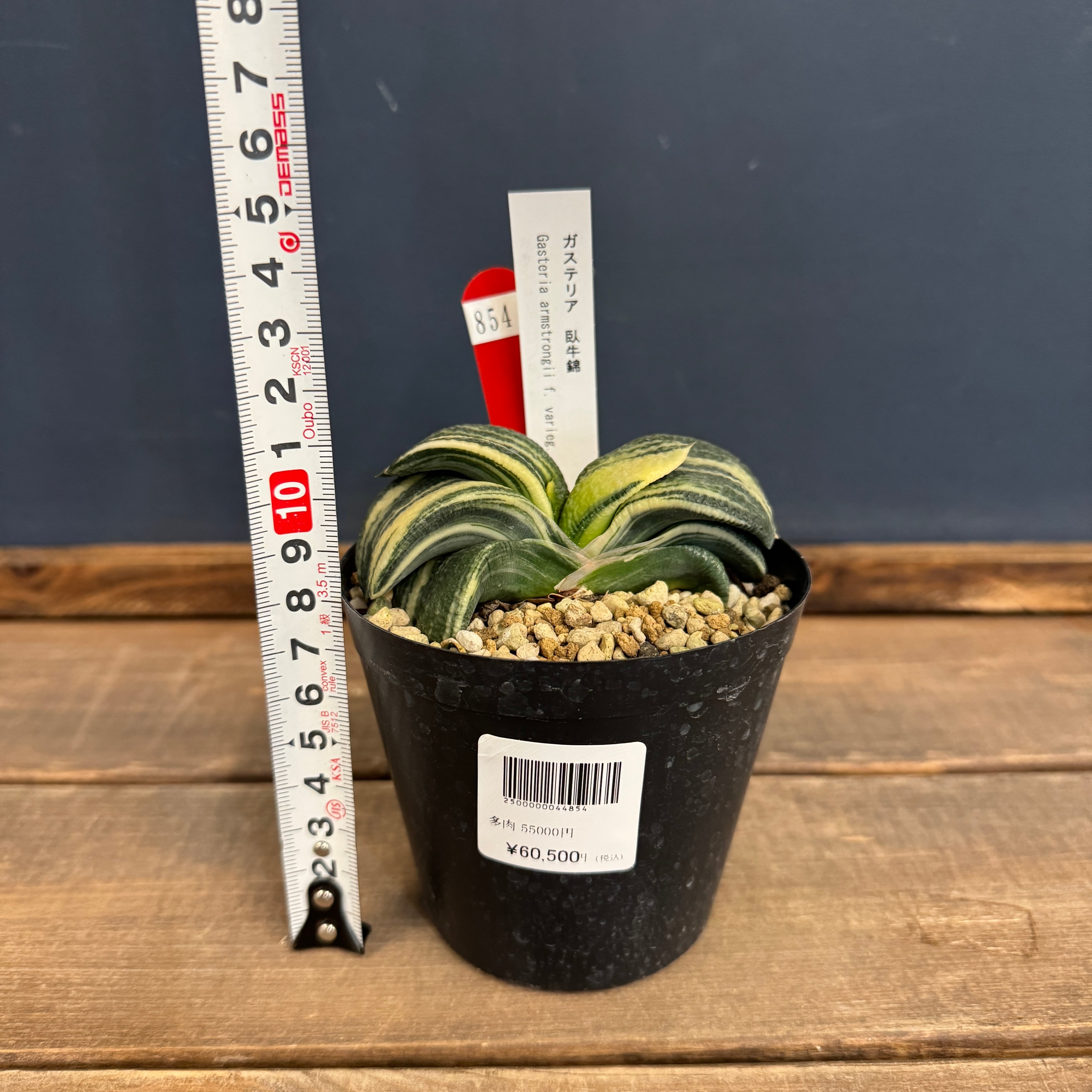 ガステリア 臥牛錦【854】 | PROTOLEAF プロトリーフ