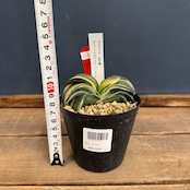 ガステリア 臥牛錦【854】