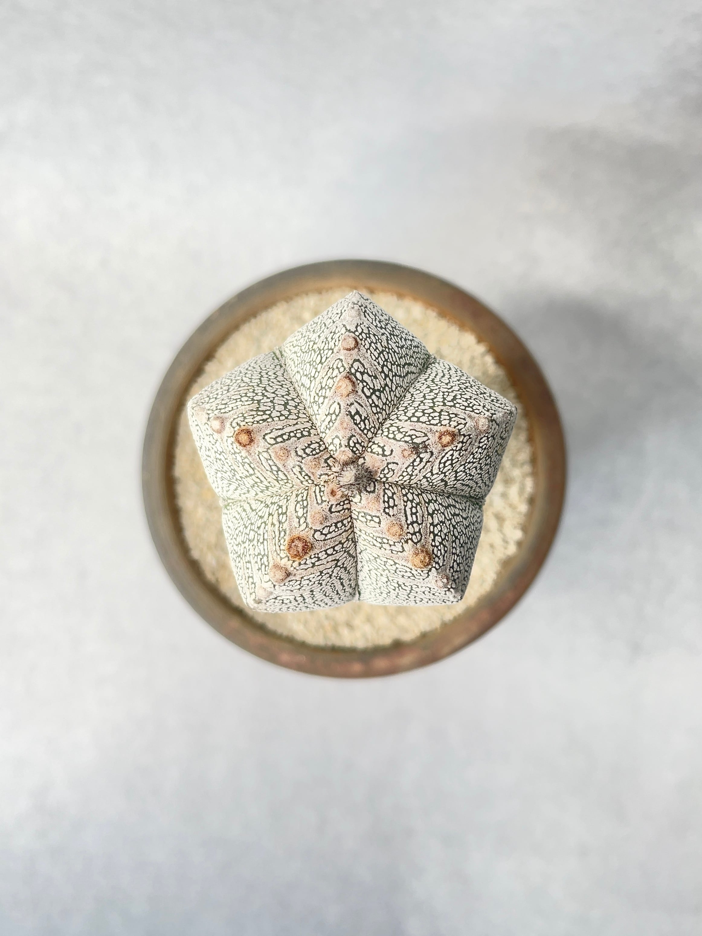 パキポディウム　グラキリス　小型美形　現地球　市野伝市鉢 パキポディウム グラキリス 小型美形 現地球 市野伝市鉢