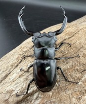 《ウエストウッディ亜種カズミアエ 71mm ペア》