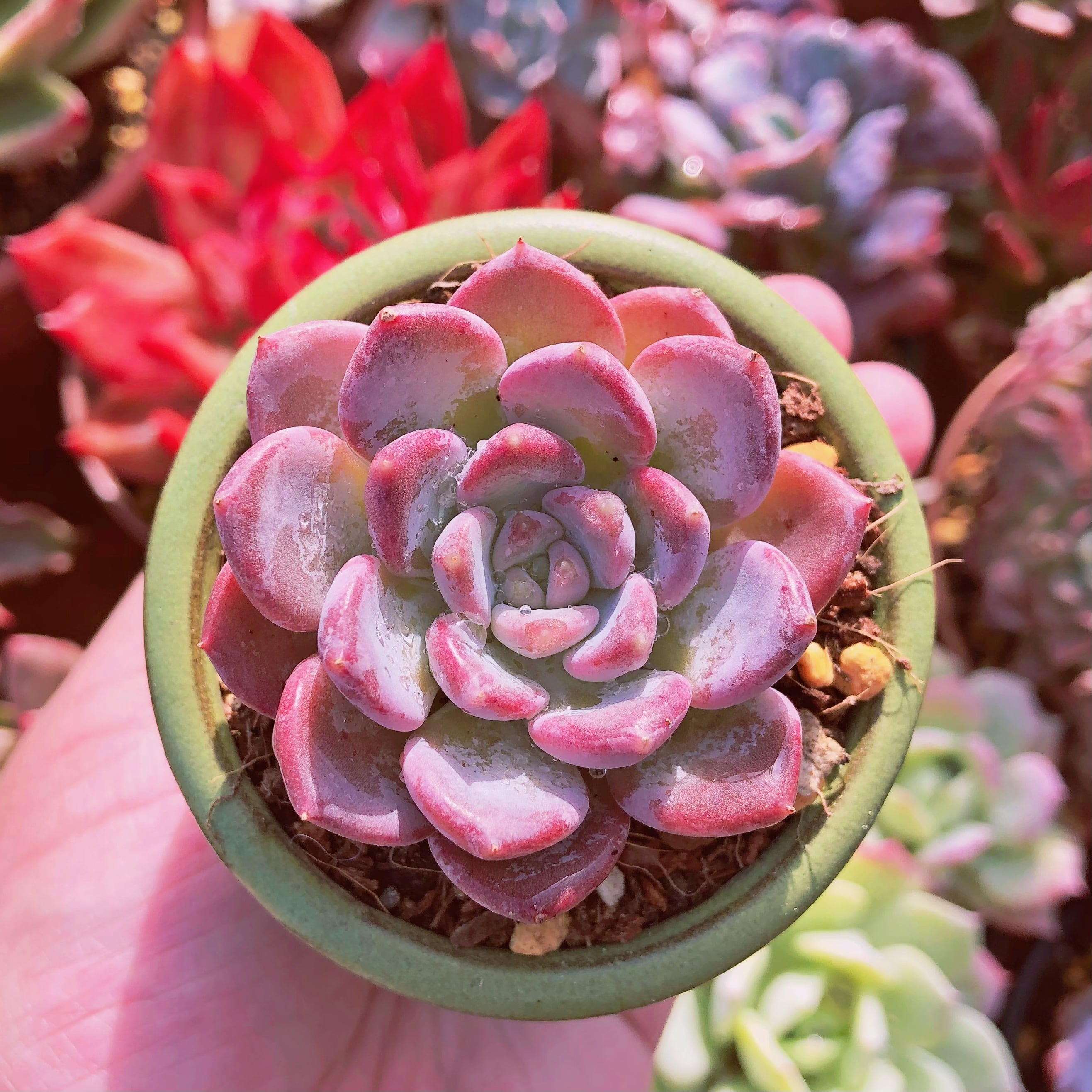 多肉植物　琥珀