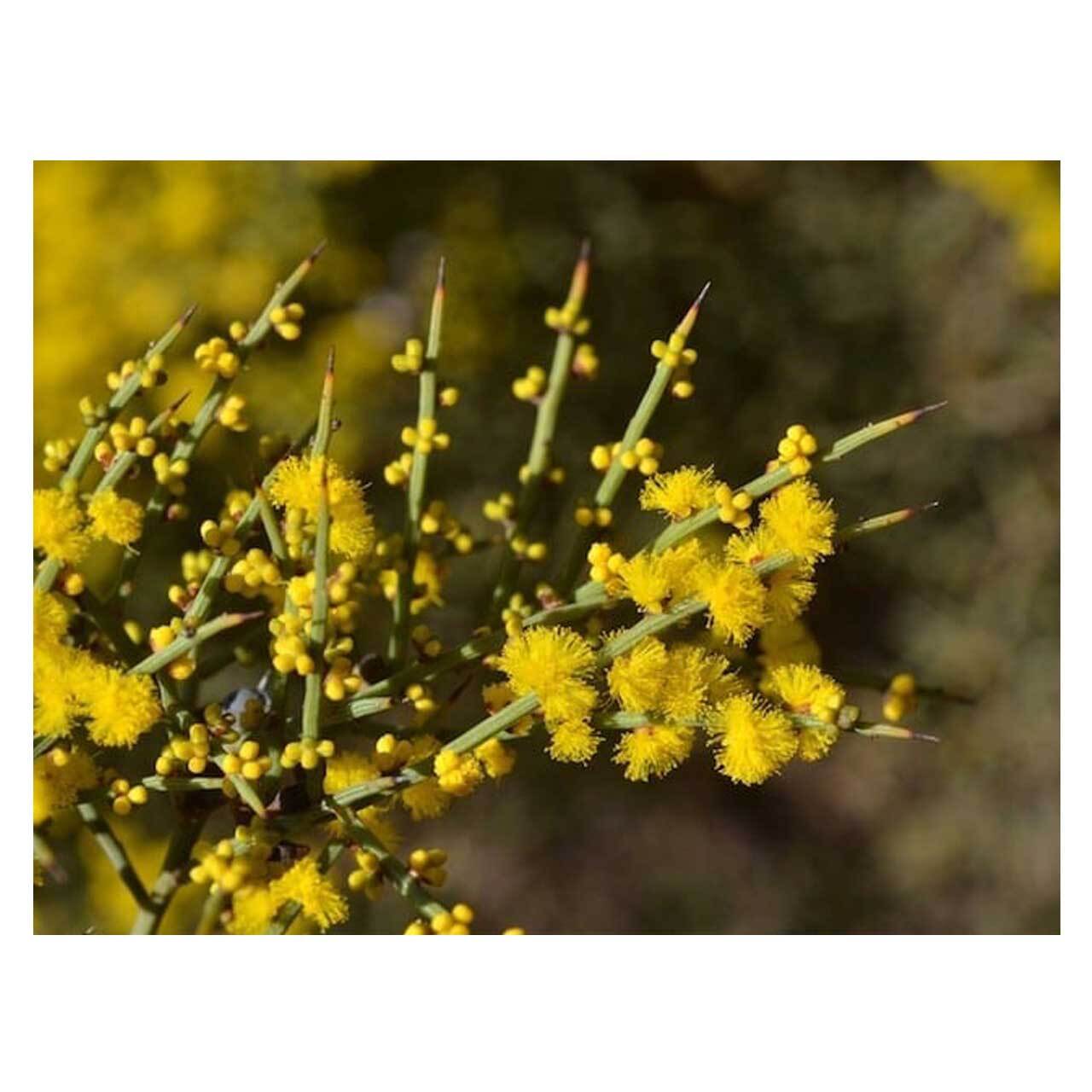 Acacia spinescens（Spiny Wattle） | Seeding