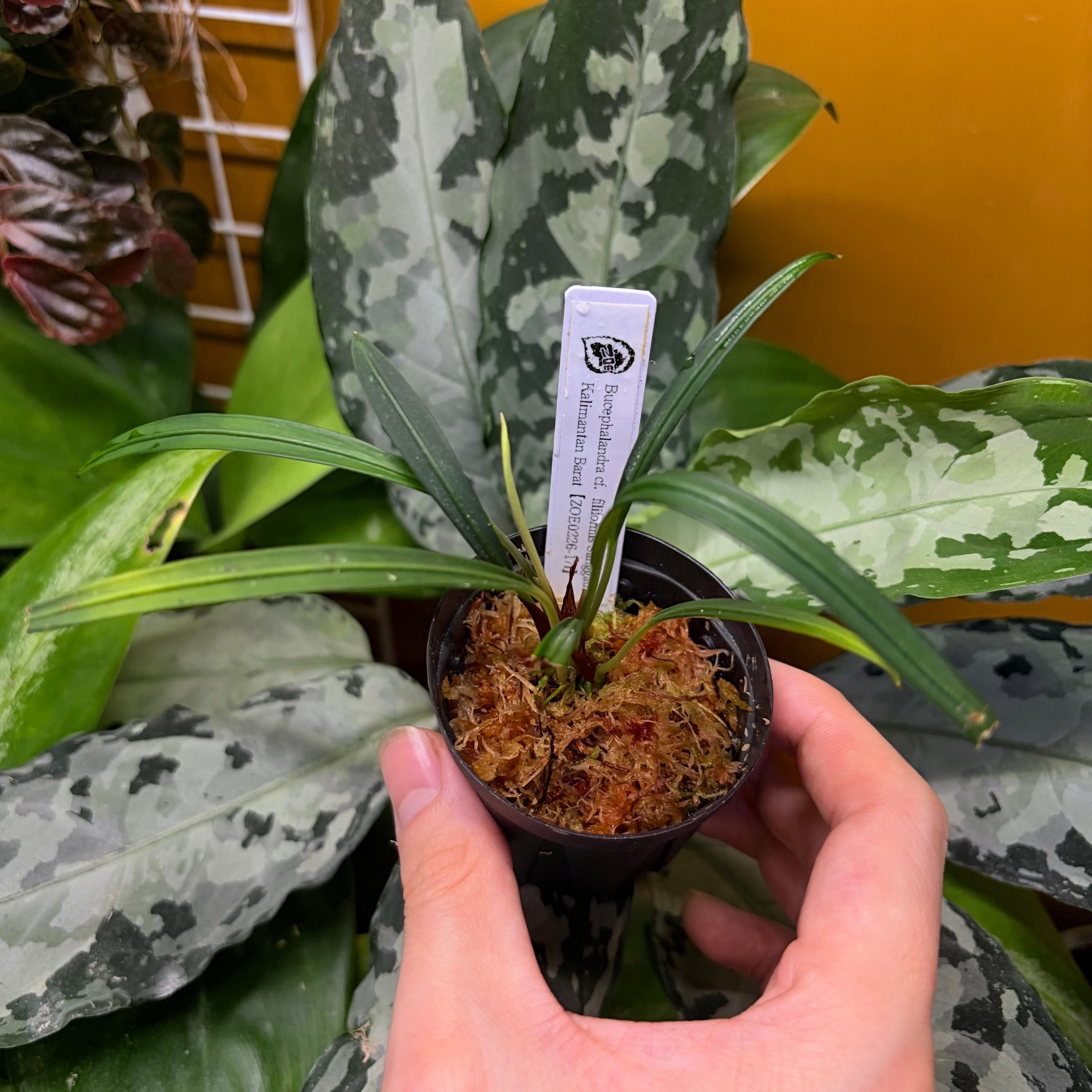 Bucephalandra cf. filiformis Sanggau Kalimantan Barat【ZOE0226-17i