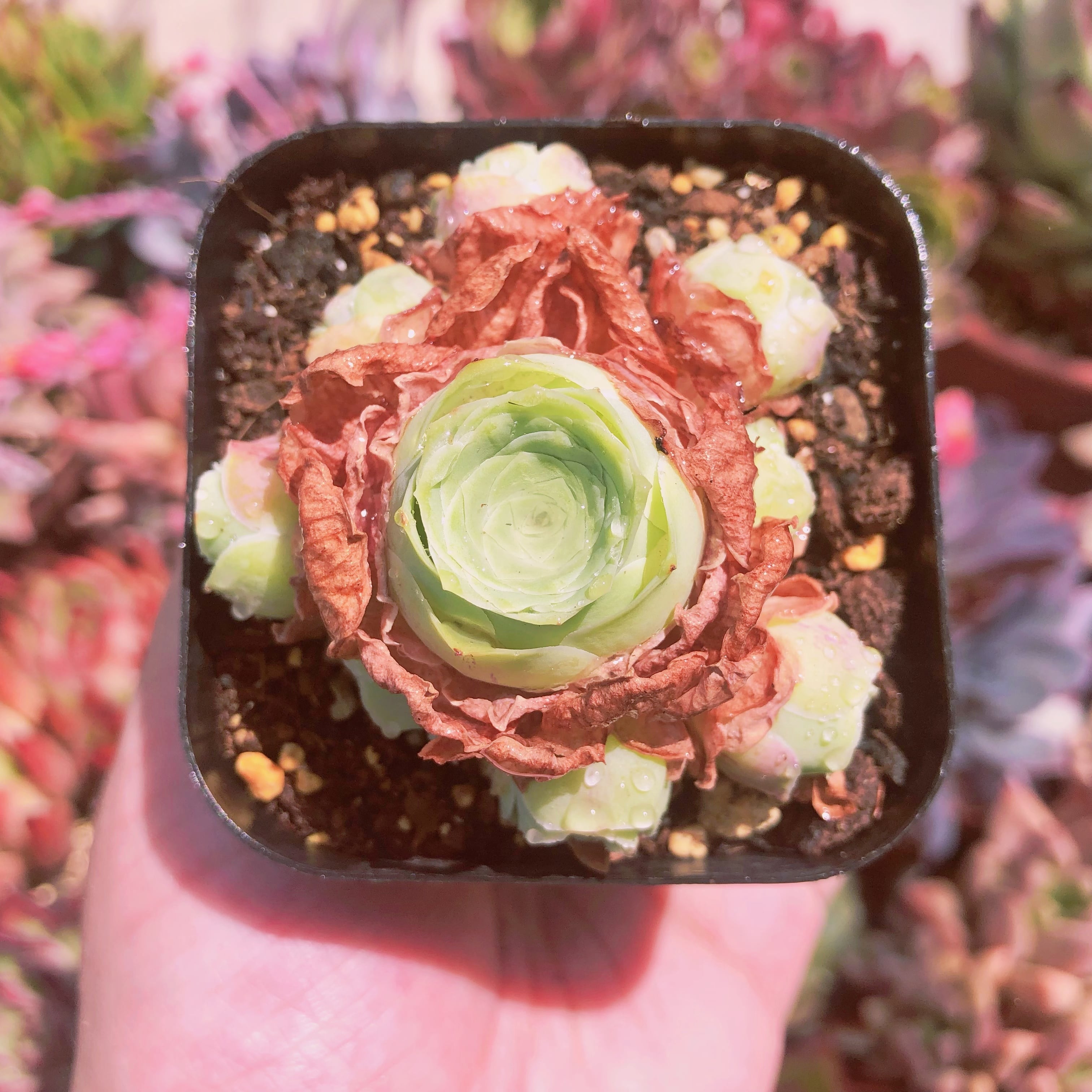 多肉植物   萌玉　群生